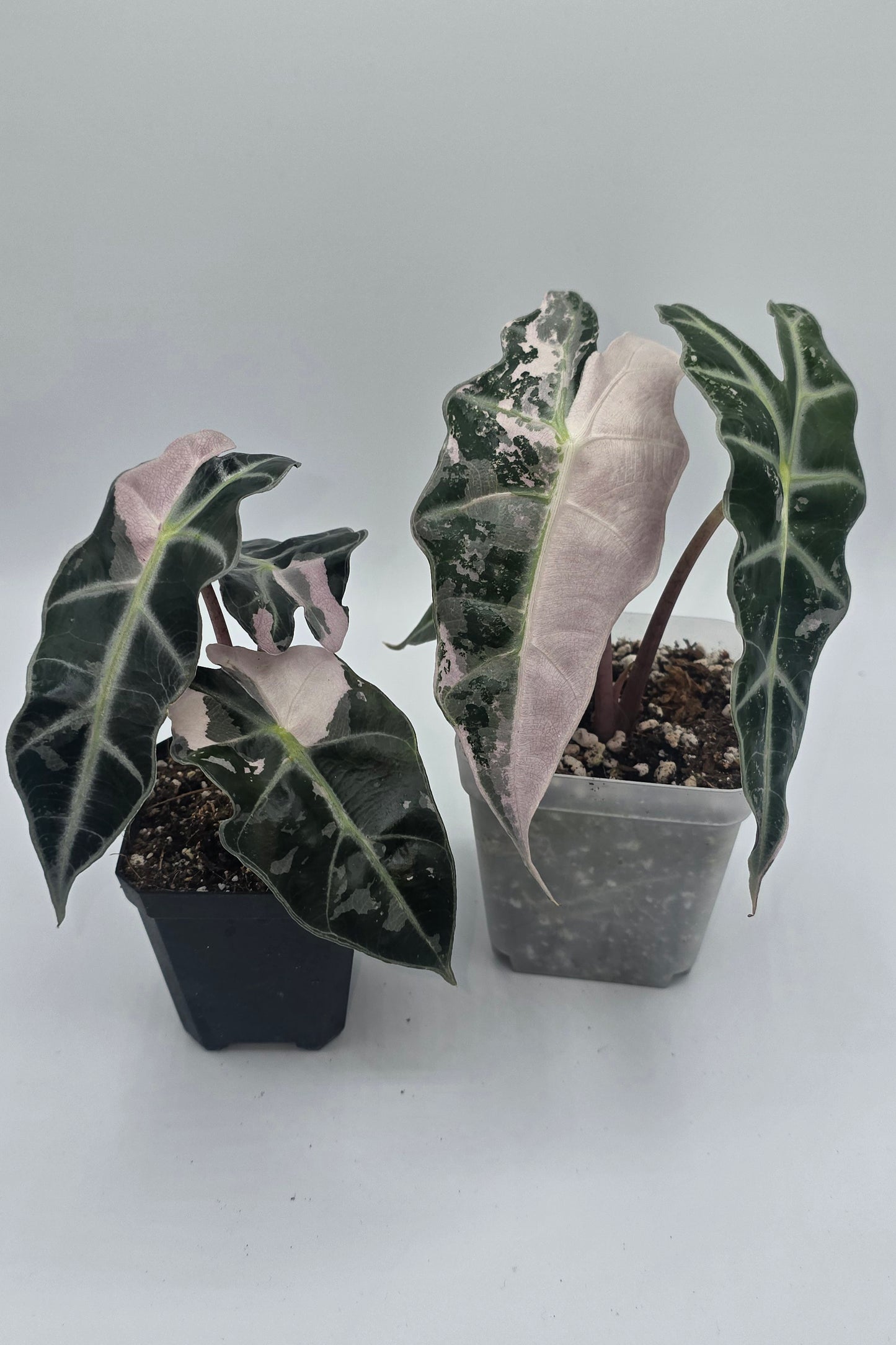 Alocasia Polly Snow Pink Superb Variegata