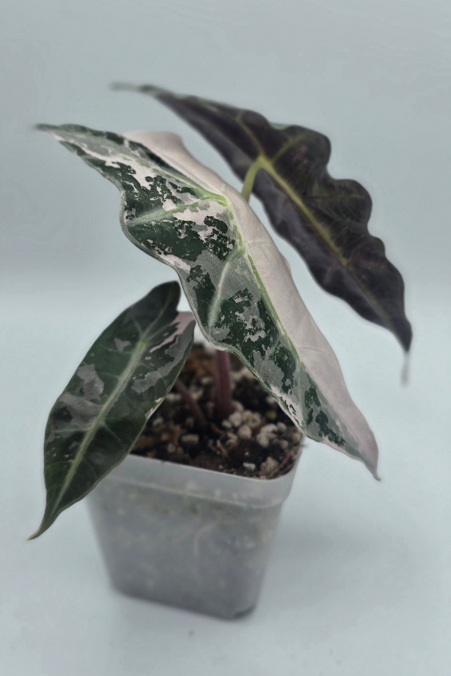 Alocasia Polly Snow Pink Superb Variegata