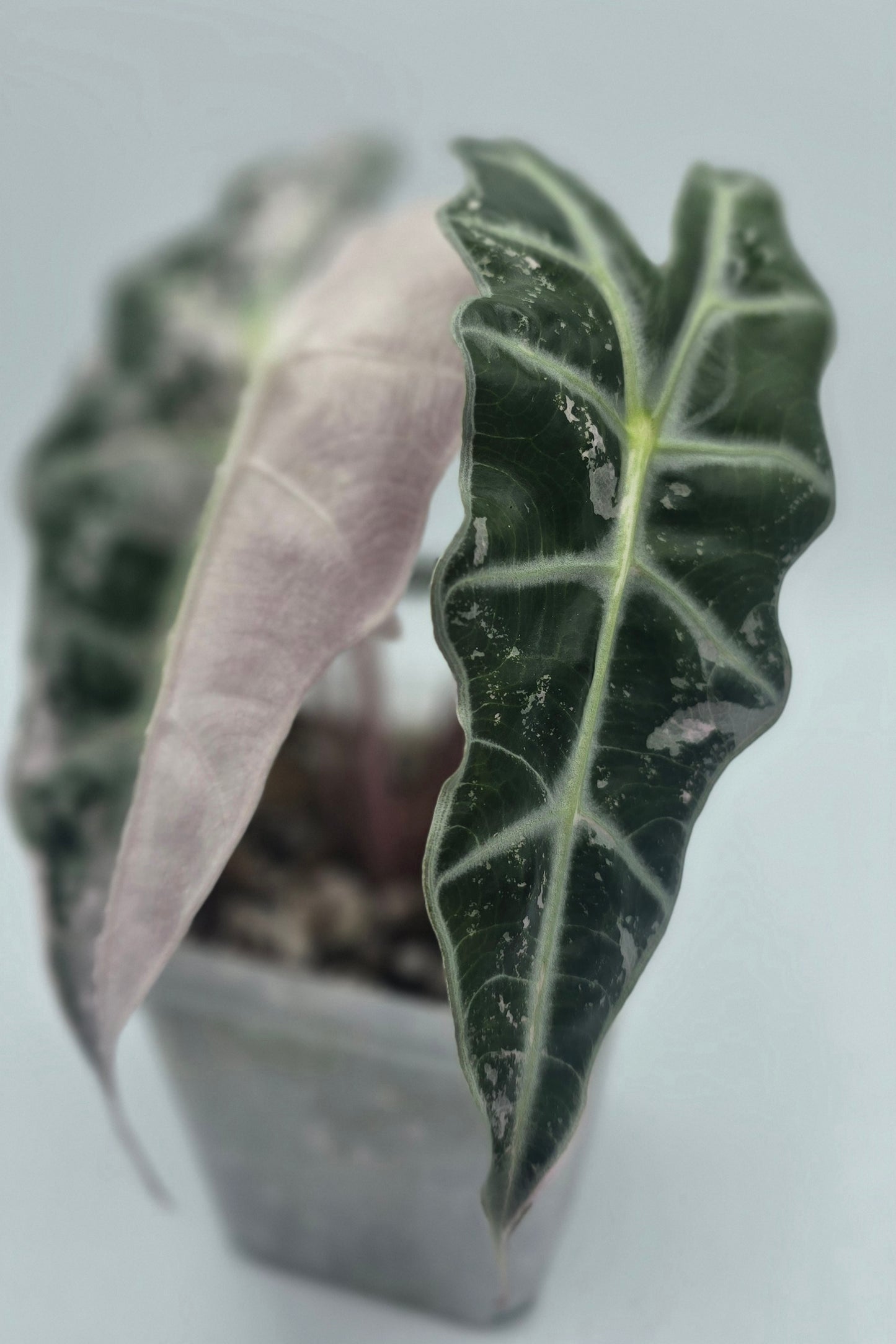 Alocasia Polly Snow Pink Superb Variegata