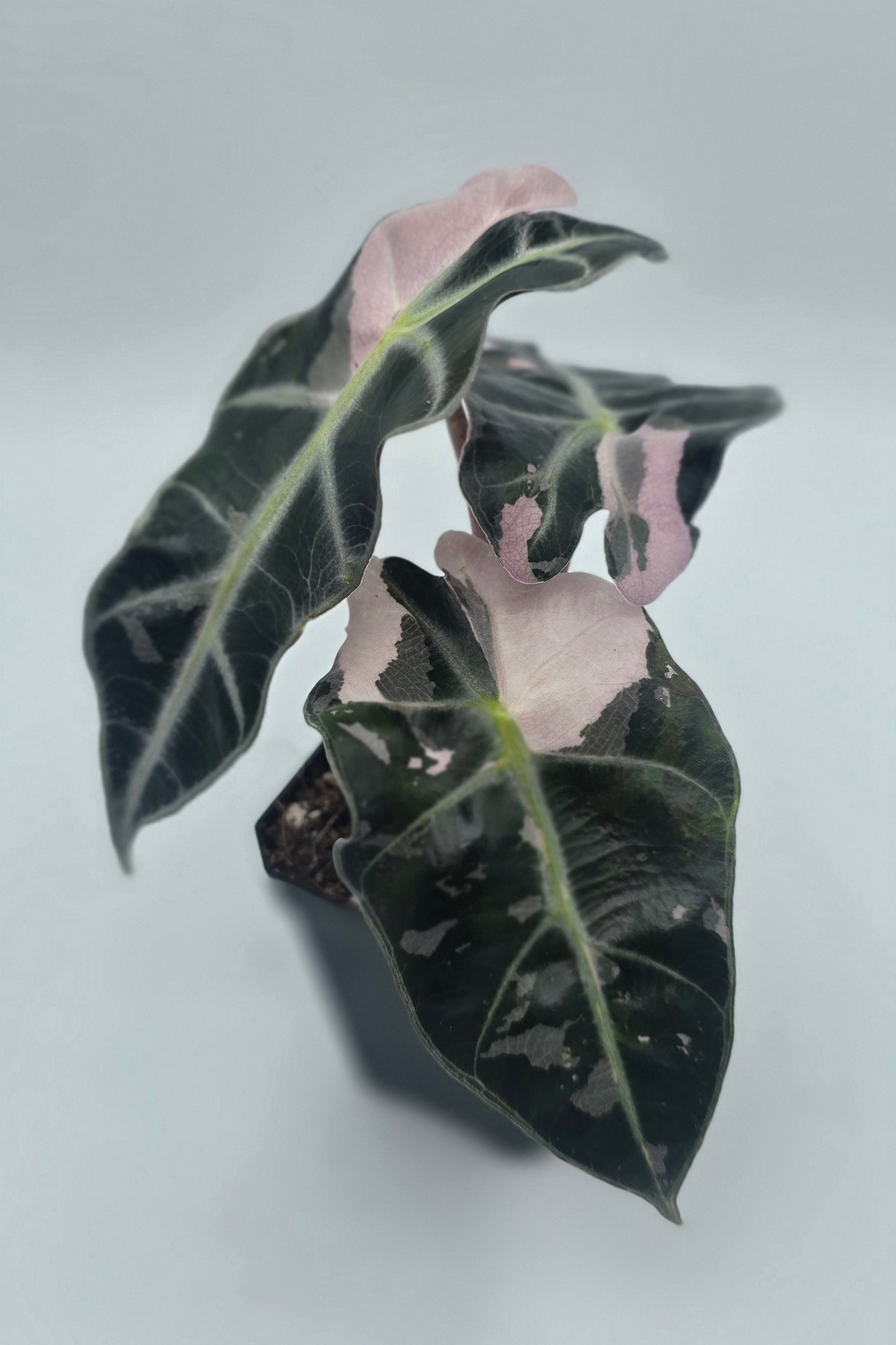 Alocasia Polly Snow Pink Superb Variegata