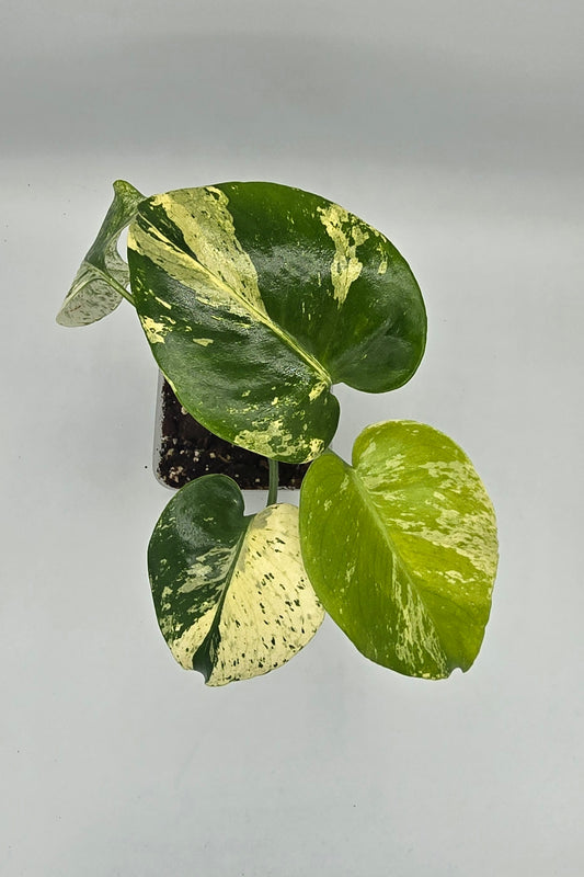 Monstera White Monster