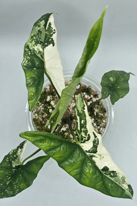 Alocasia Simpo Albo Variegata
