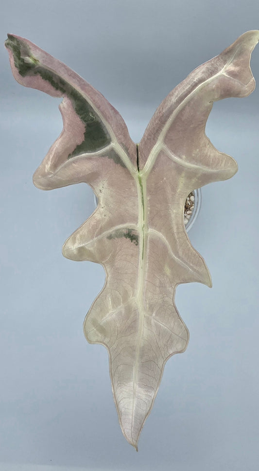 Alocasia Nobilis Rhizome