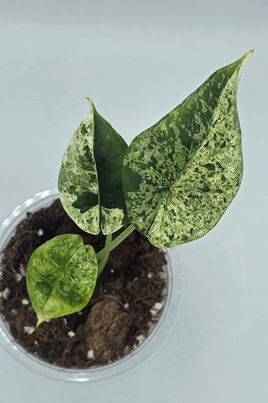 Alocasia Dragon Scale Mint Variegata
