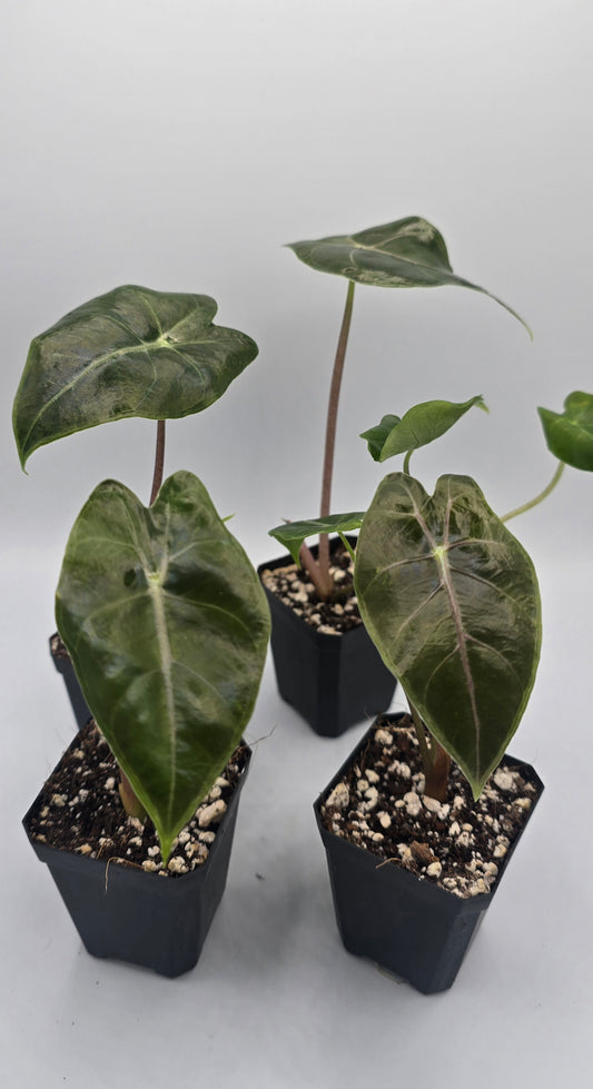 Alocasia Longiloba Suhirmaniana Purple Vein