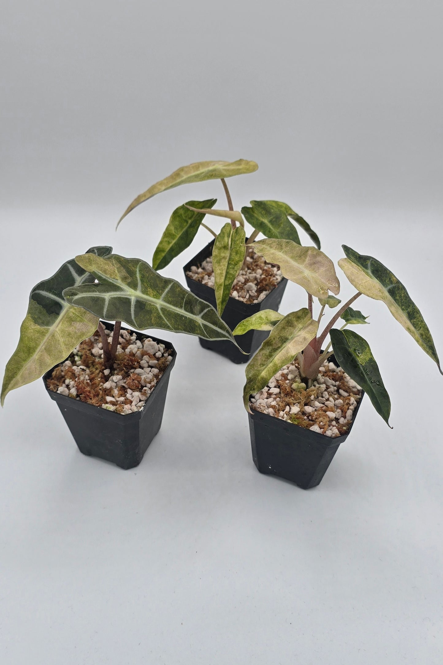 Alocasia Polly Aurea Variegata