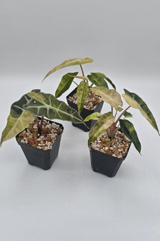 Alocasia Polly Aurea Variegata