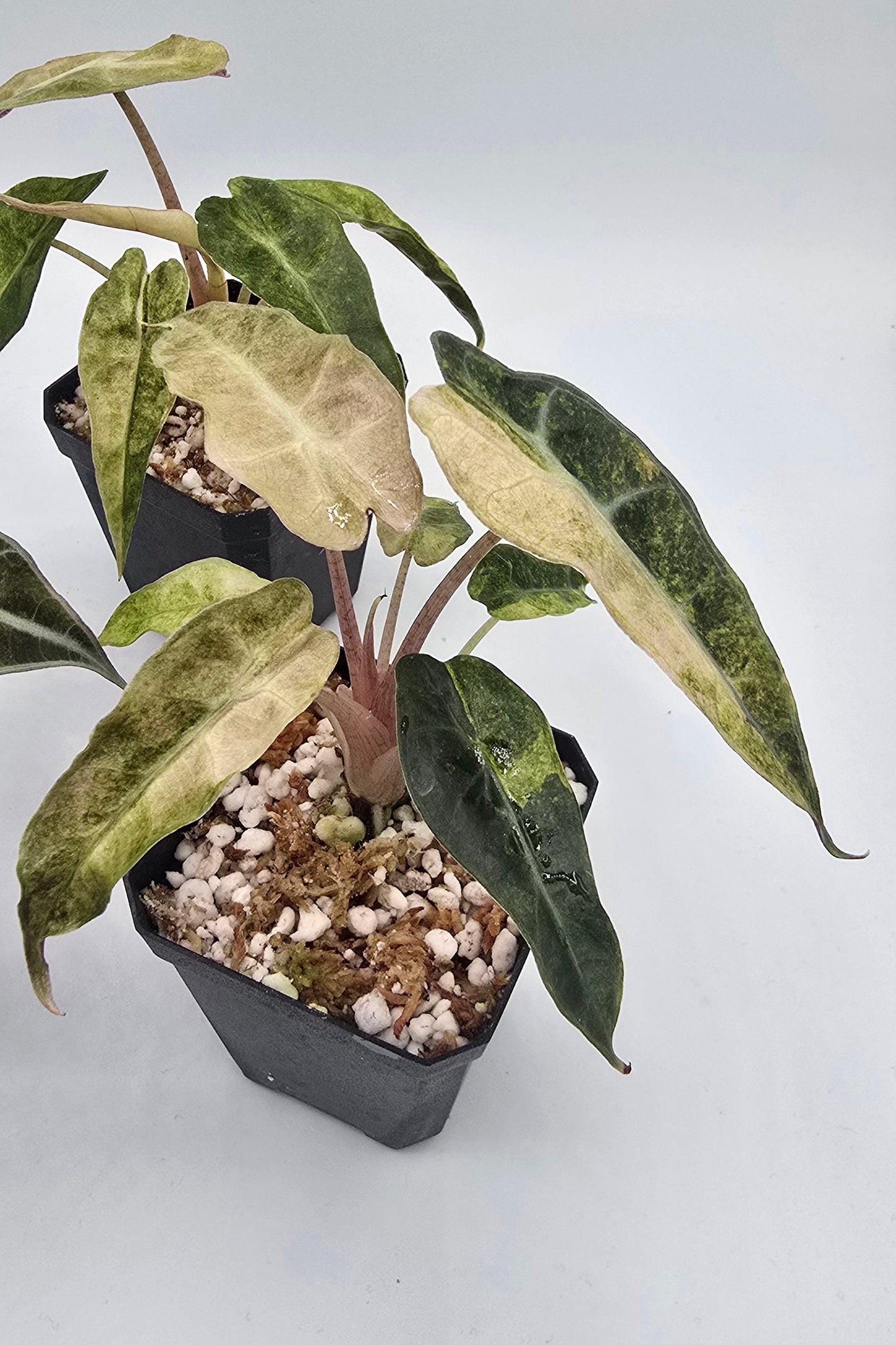 Alocasia Polly Aurea Variegata