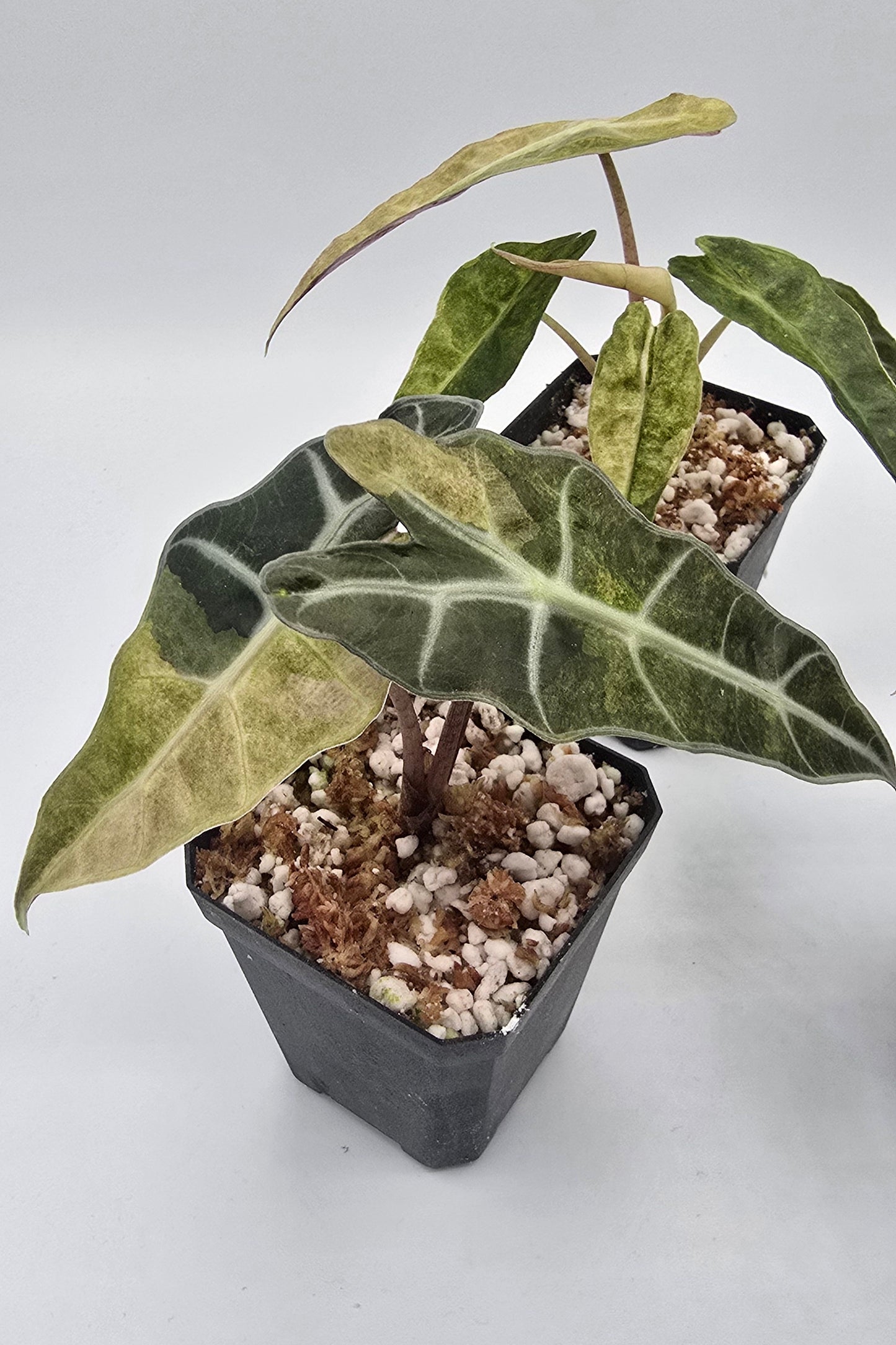 Alocasia Polly Aurea Variegata