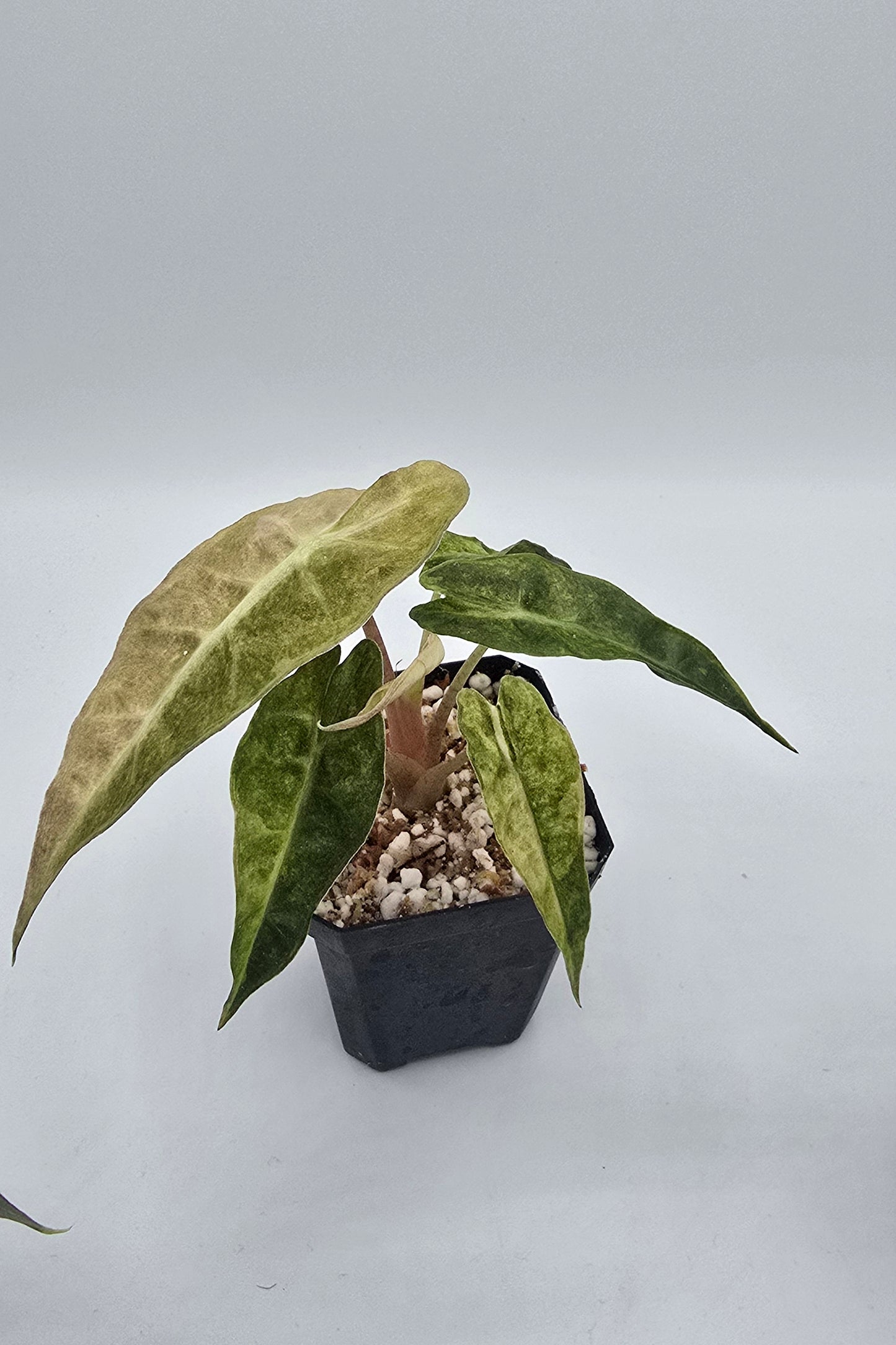 Alocasia Polly Aurea Variegata
