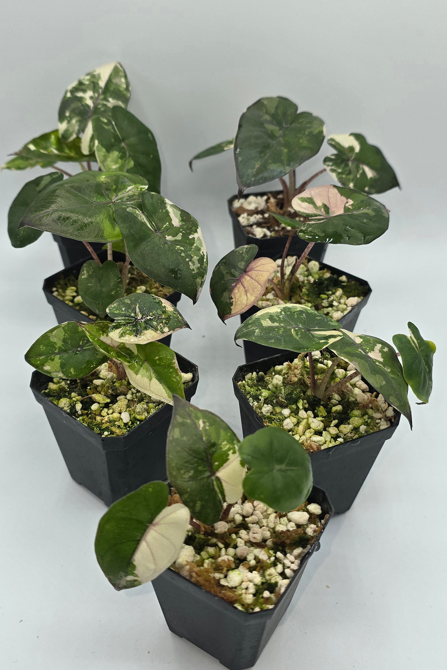 Alocasia Yucatan Princess Pink Albo Variegata
