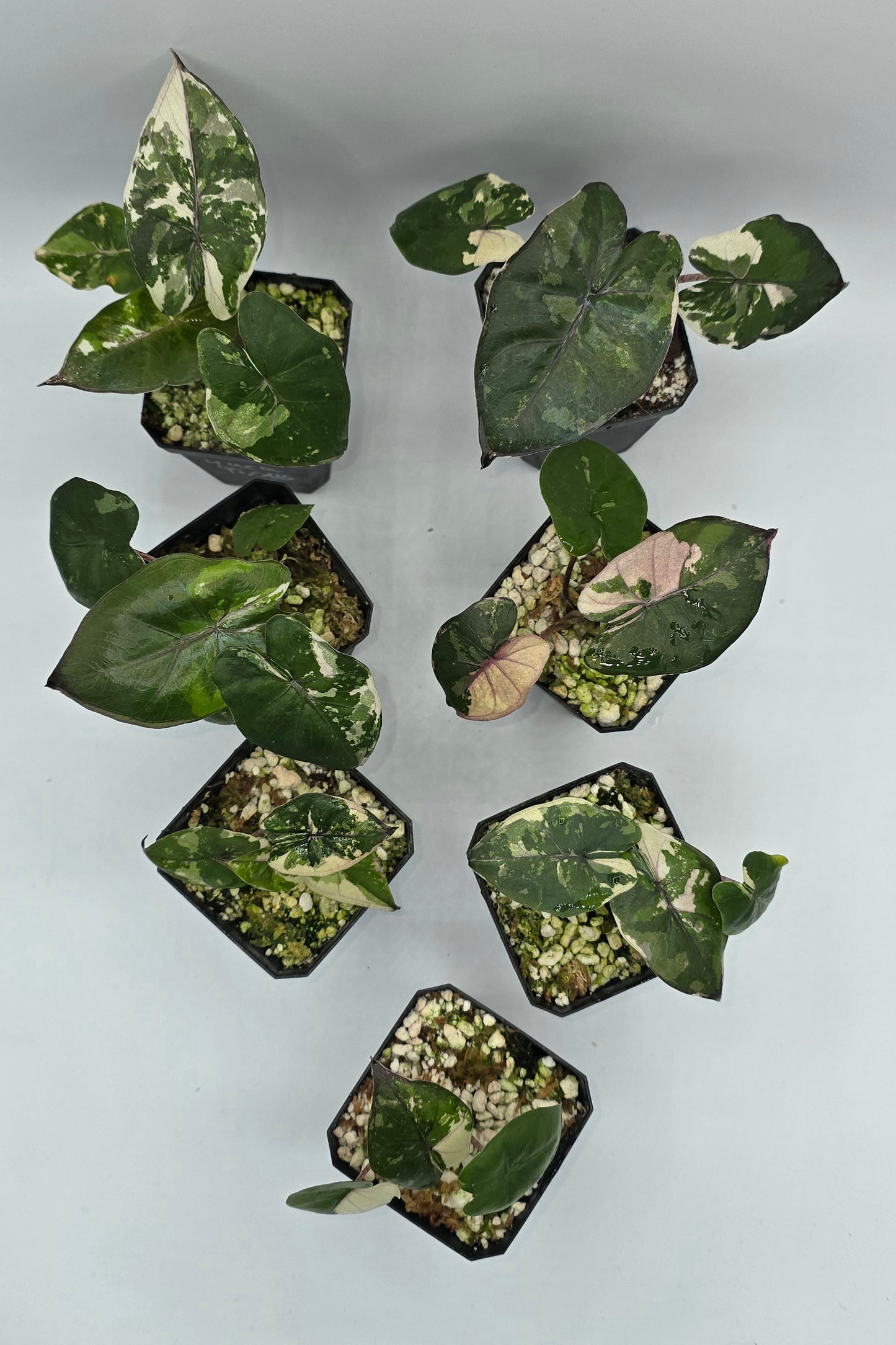 Alocasia Yucatan Princess Pink Albo Variegata
