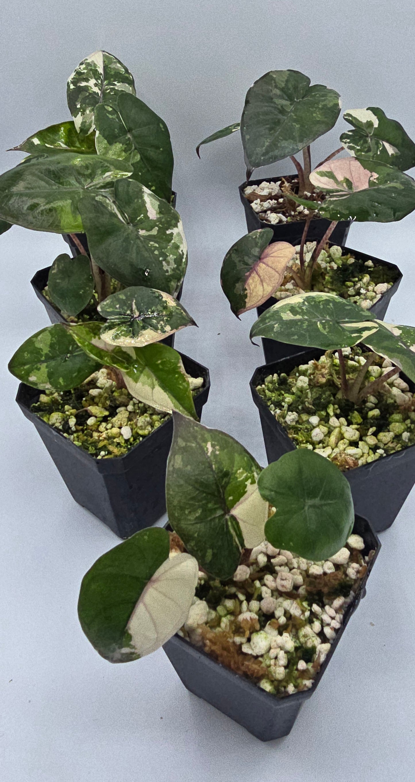 Alocasia Yucatan Princess Pink Albo Variegata