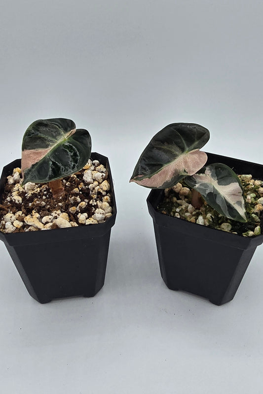 Sale Alocasia Balloon Heart Pink Variegata