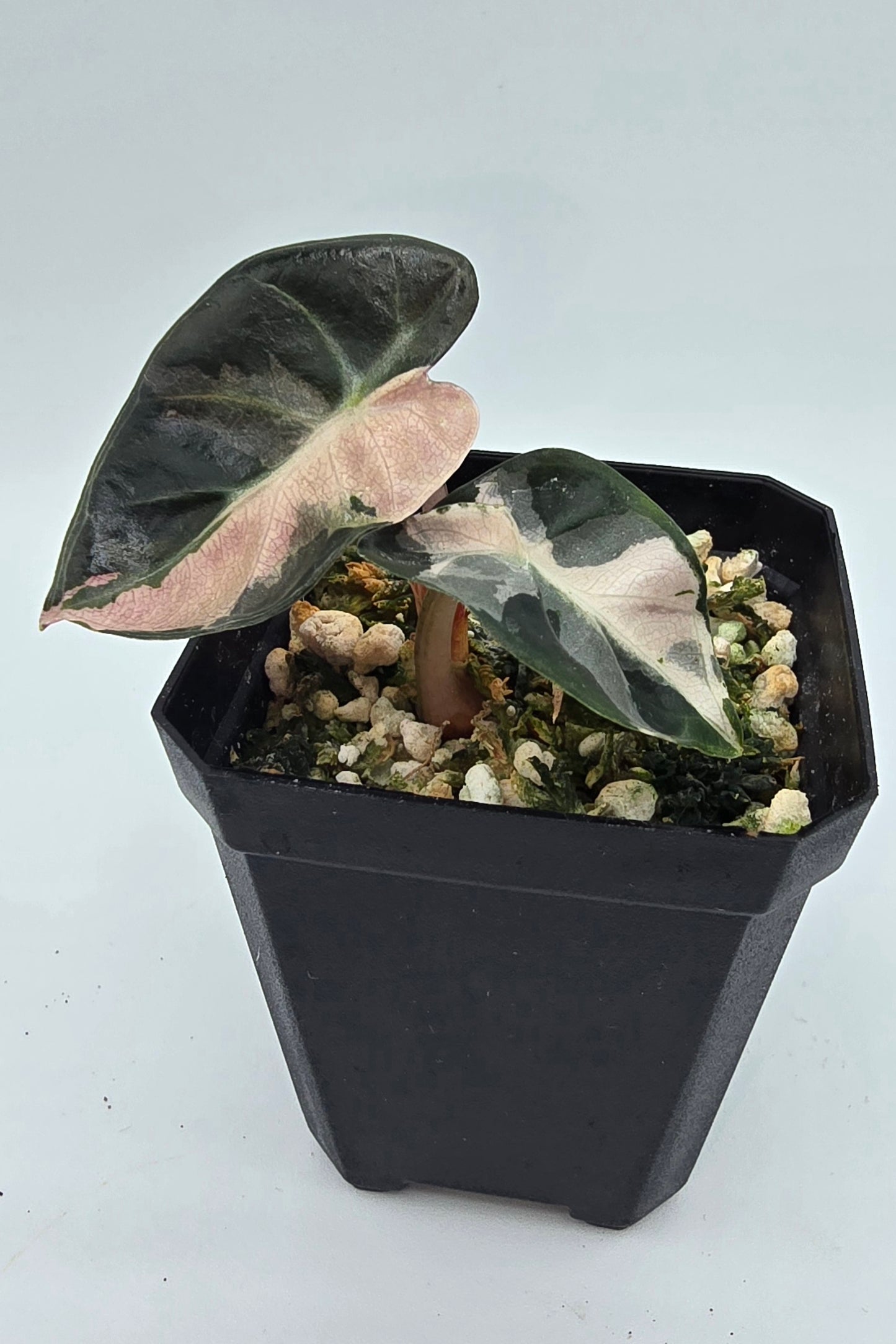Sale Alocasia Balloon Heart Pink Variegata