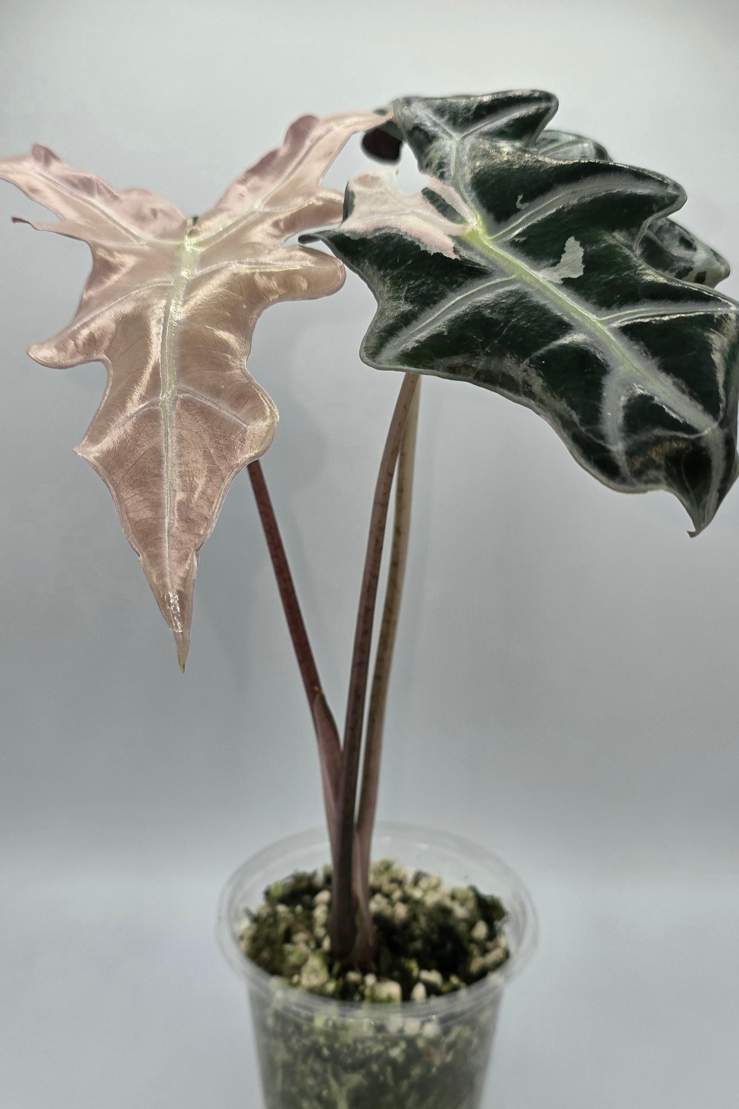 Alocasia Nobilis Pink Variegata