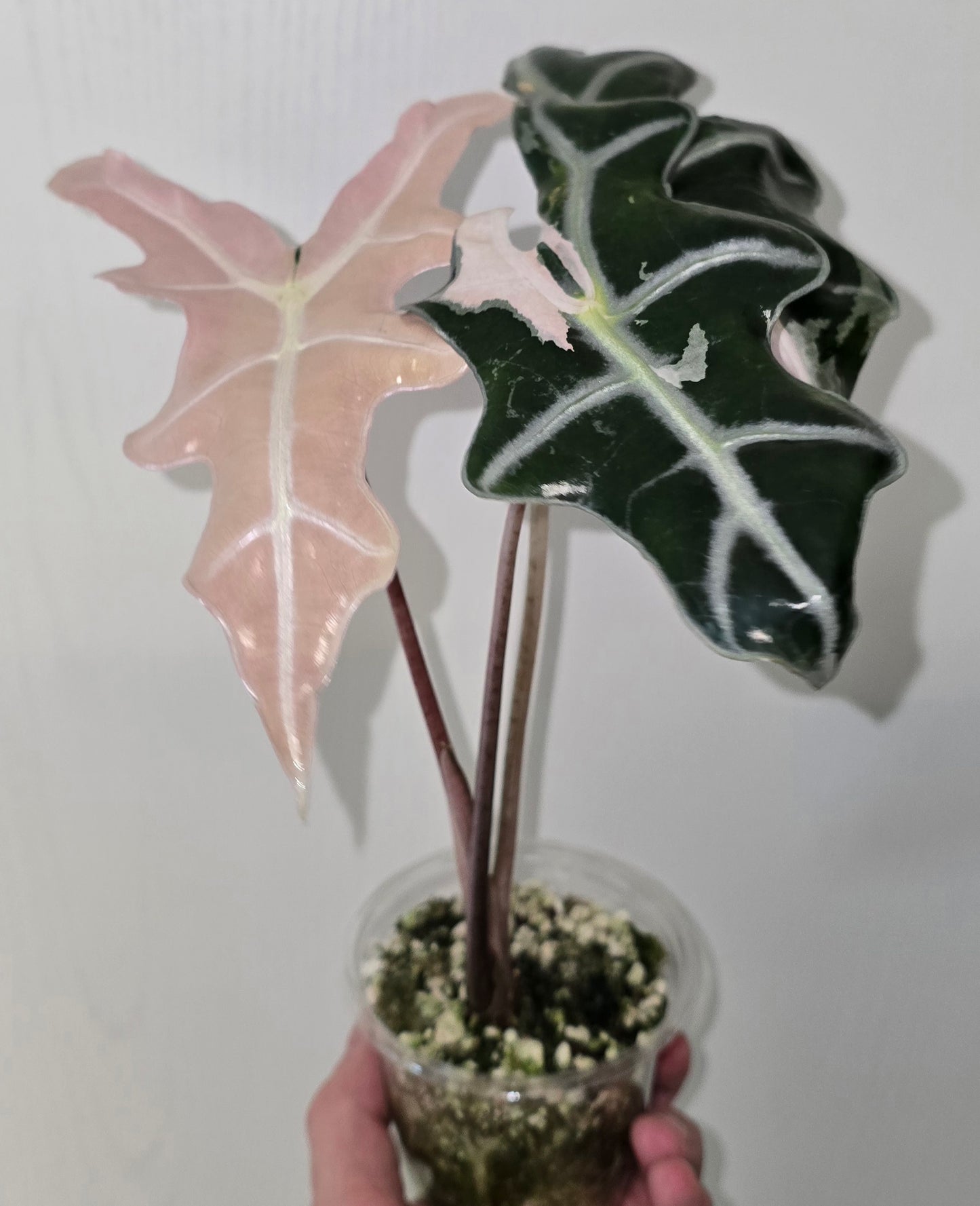 Alocasia Nobilis Pink Variegata