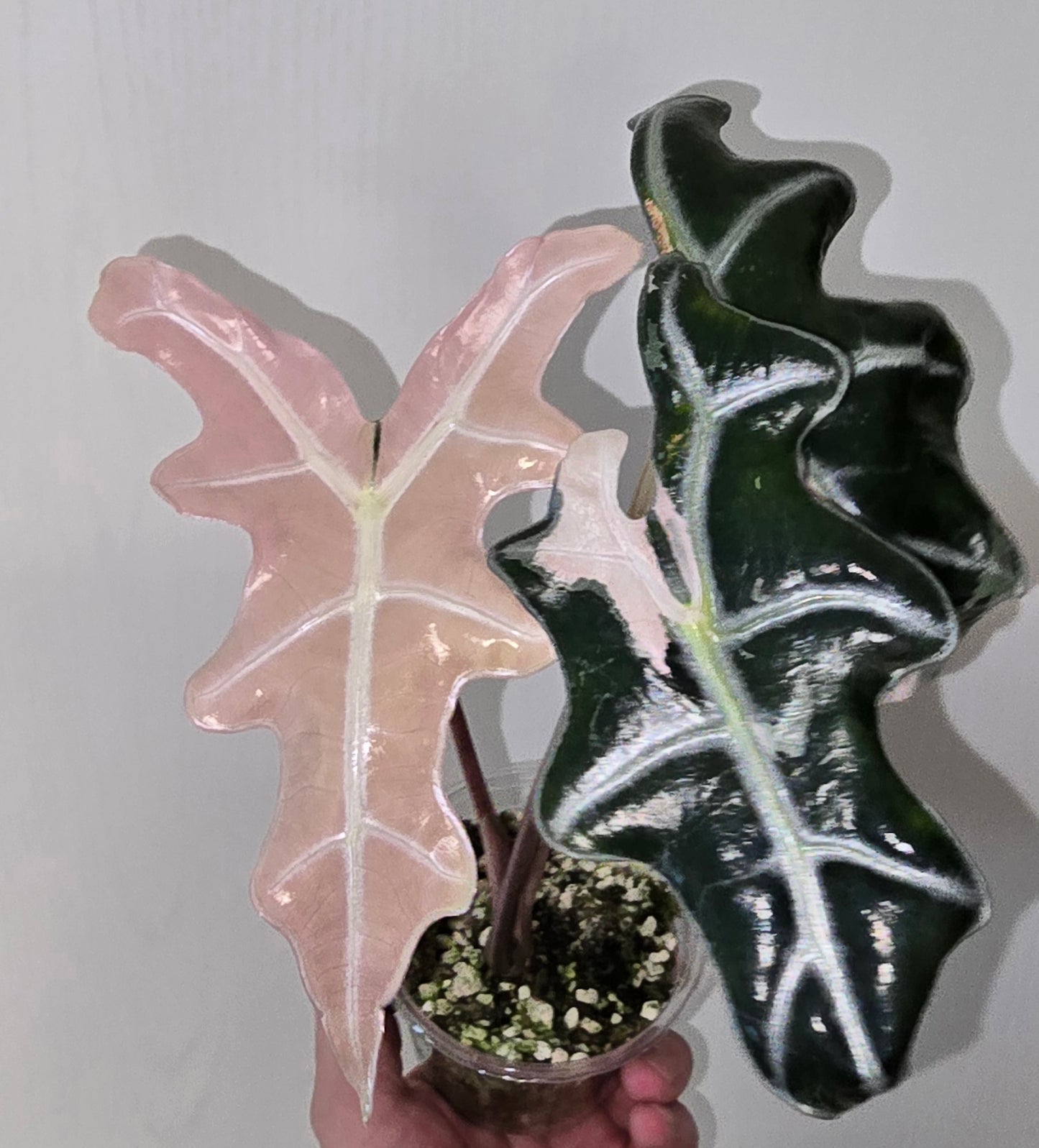 Alocasia Nobilis Pink Variegata