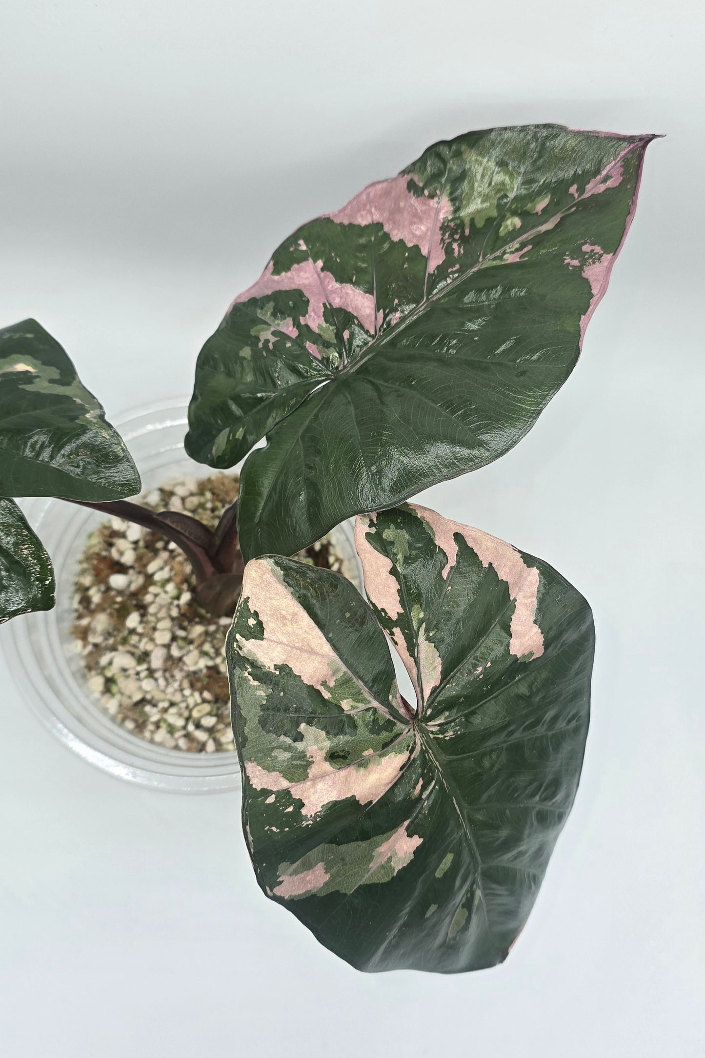 Alocasia Yucatan Princess Pink Variegata