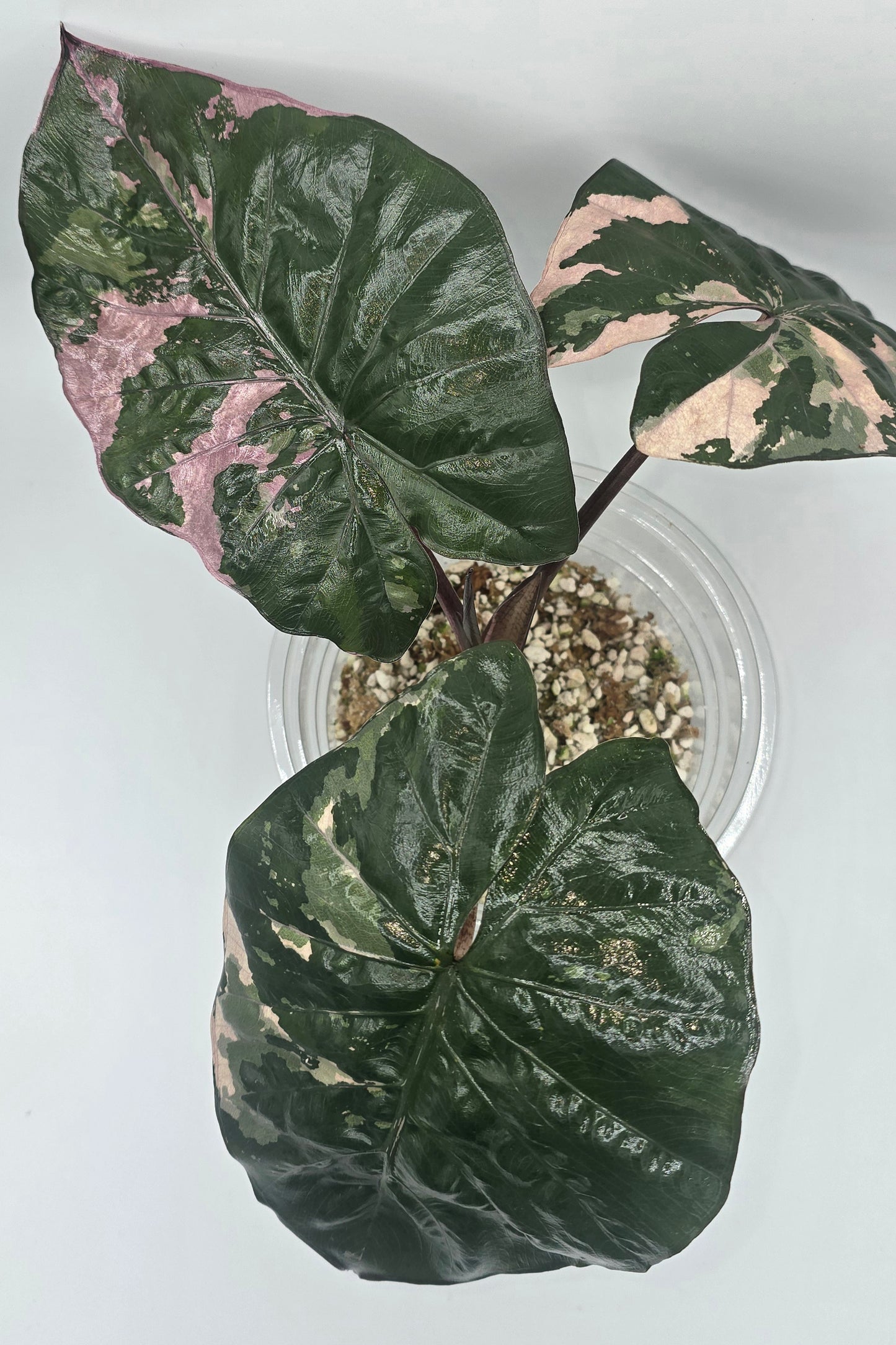 Alocasia Yucatan Princess Pink Variegata
