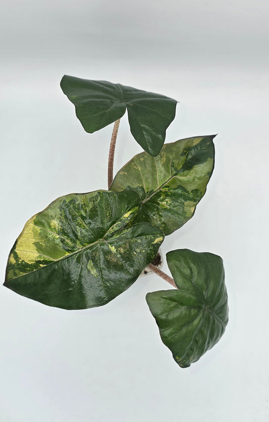 Alocasia Yucatan Princess Variegata