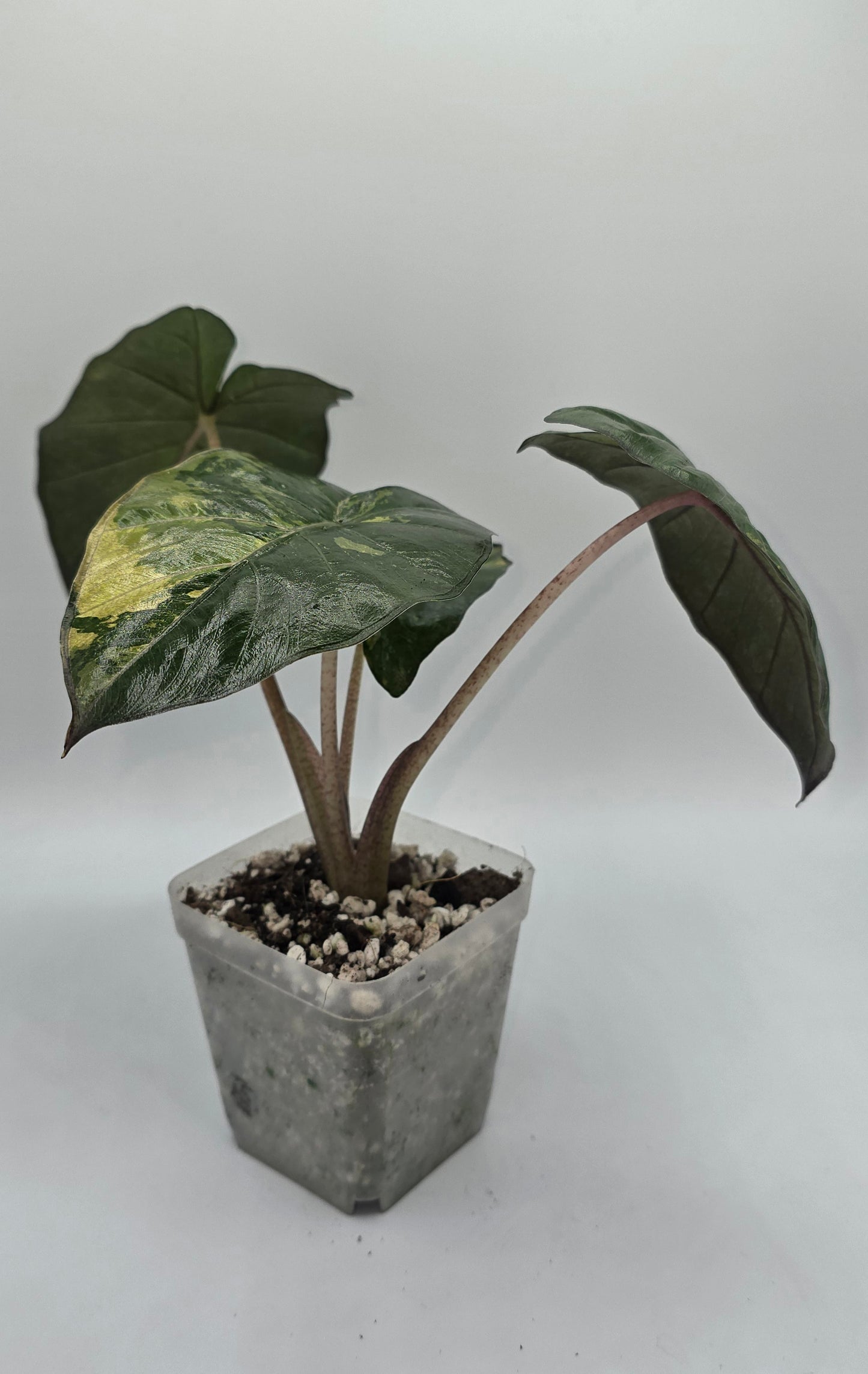 Alocasia Yucatan Princess Variegata