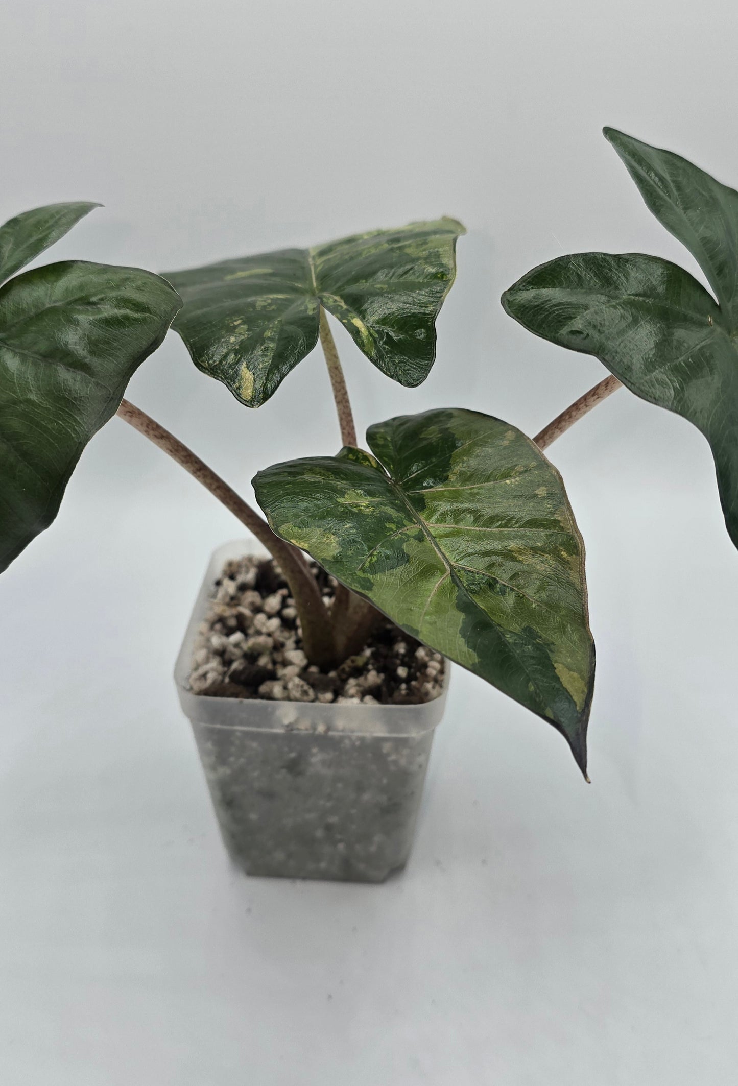 Alocasia Yucatan Princess Variegata