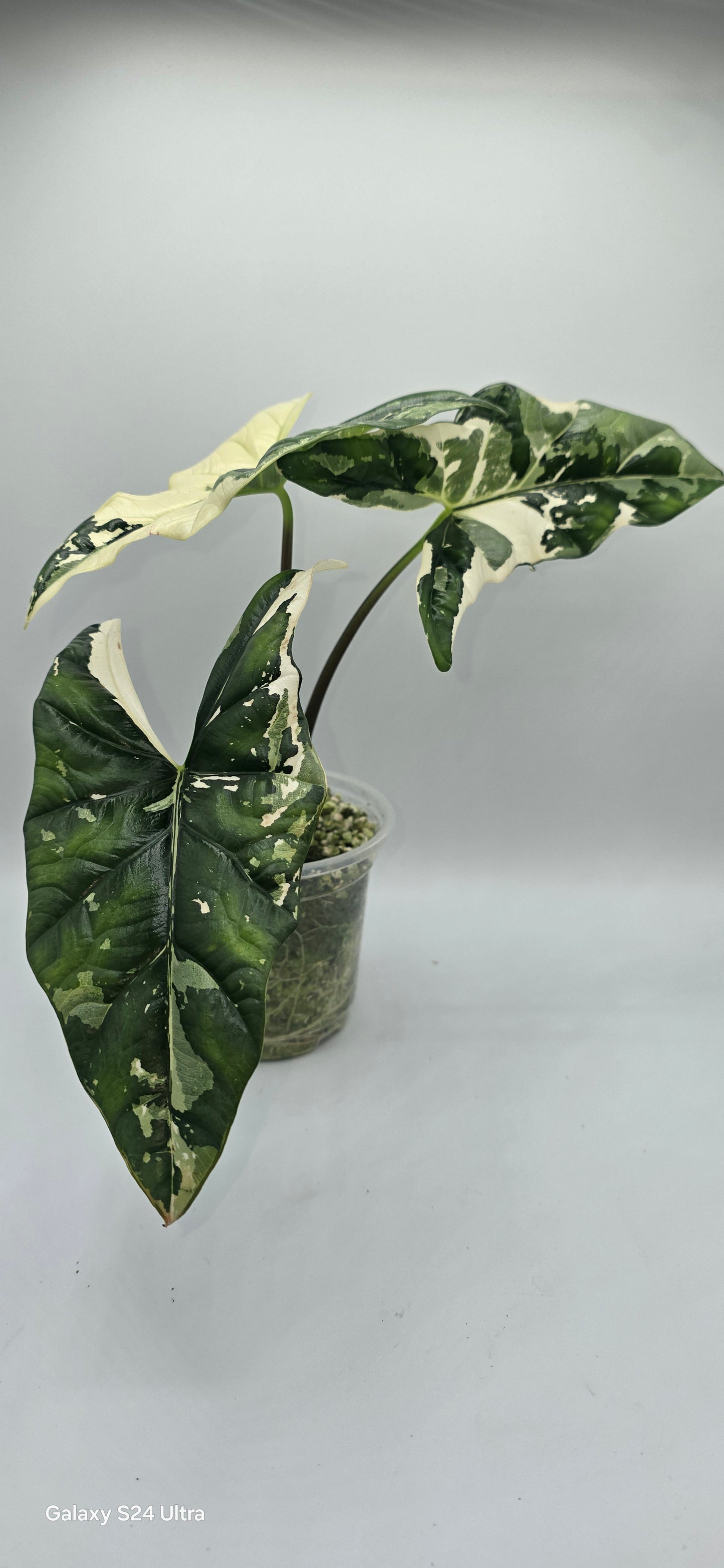 Sale Alocasia Simpo Albo Variegata