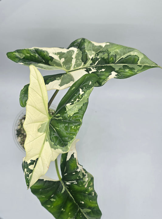 Sale Alocasia Simpo Albo Variegata
