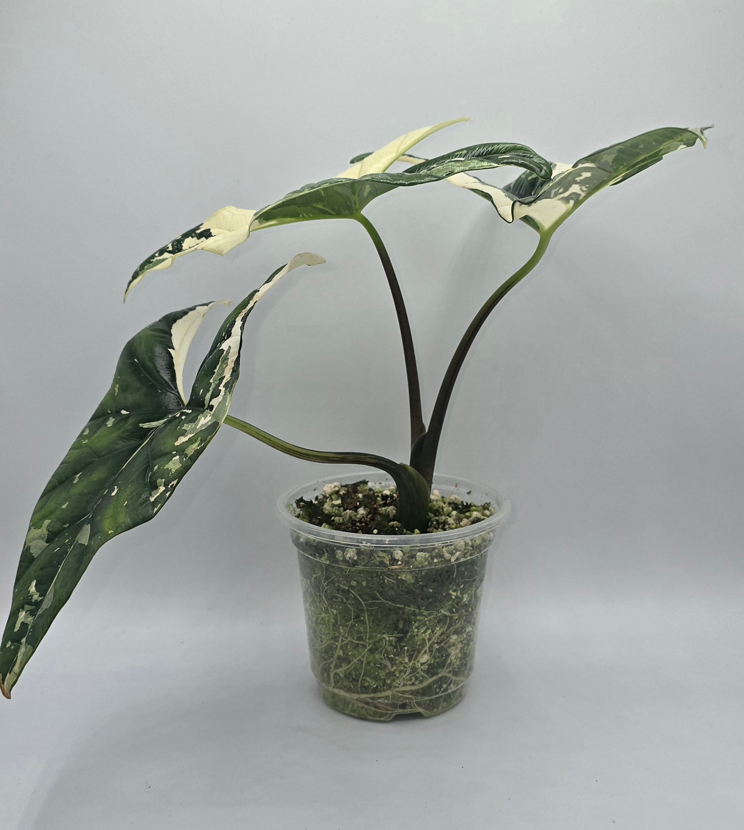 Sale Alocasia Simpo Albo Variegata