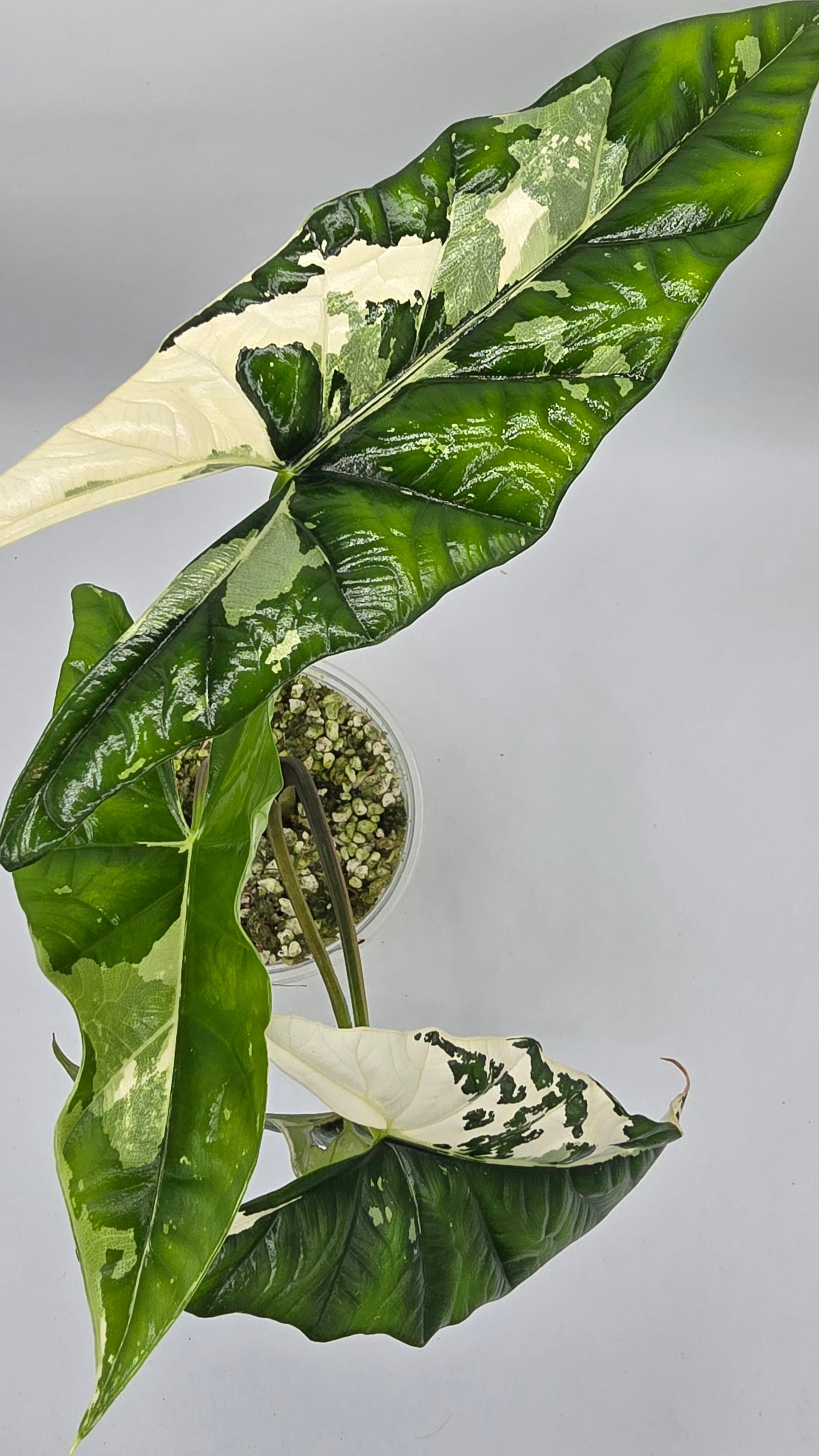 Sale Alocasia Simpo Albo Variegata
