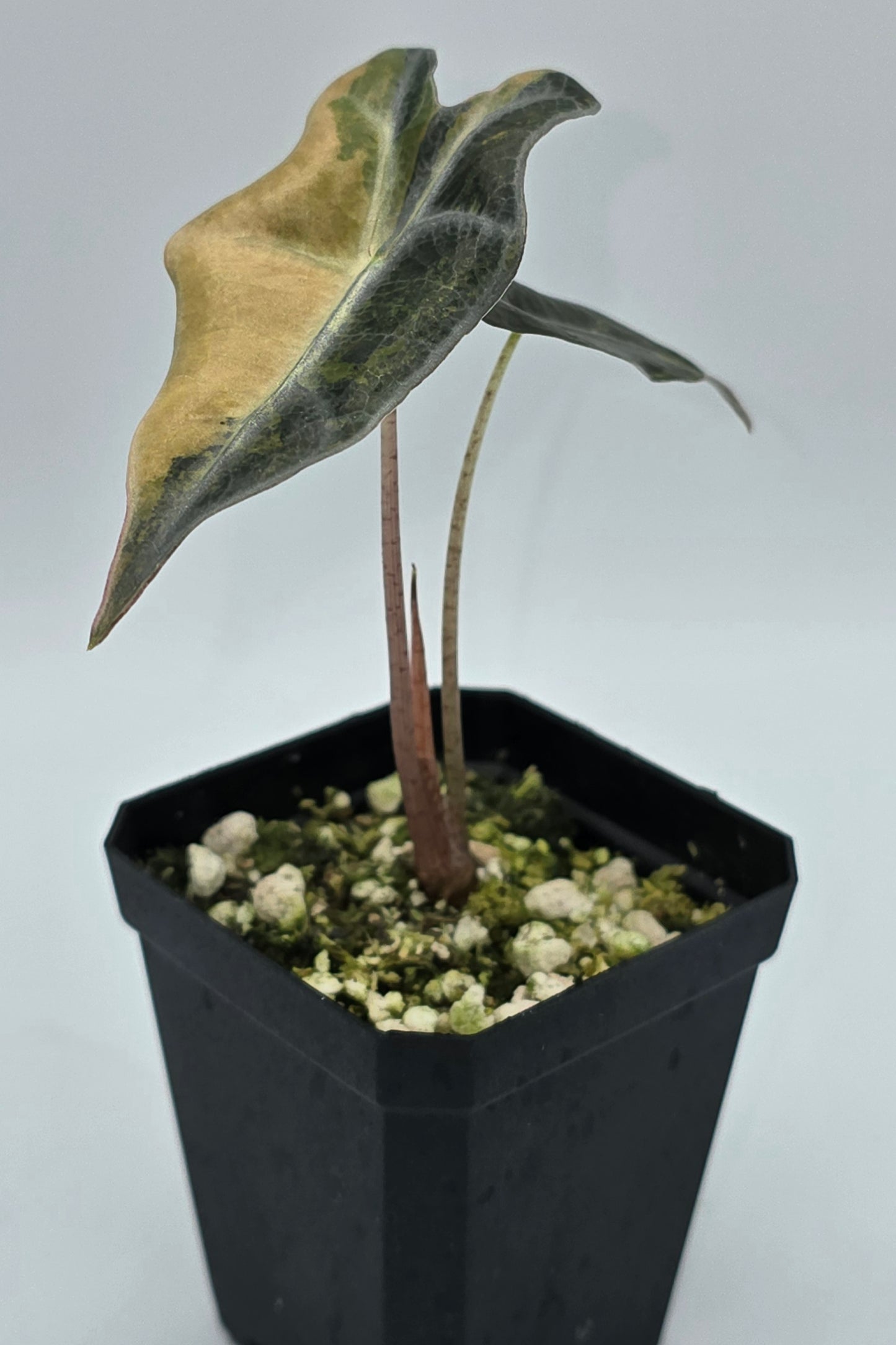 Alocasia Nobilis Aurea Variegata