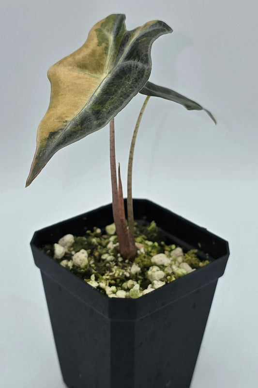 Alocasia Nobilis Aurea Variegata