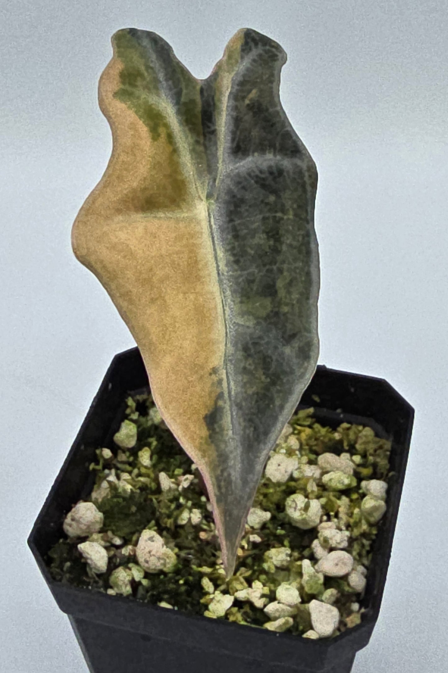 Alocasia Nobilis Aurea Variegata