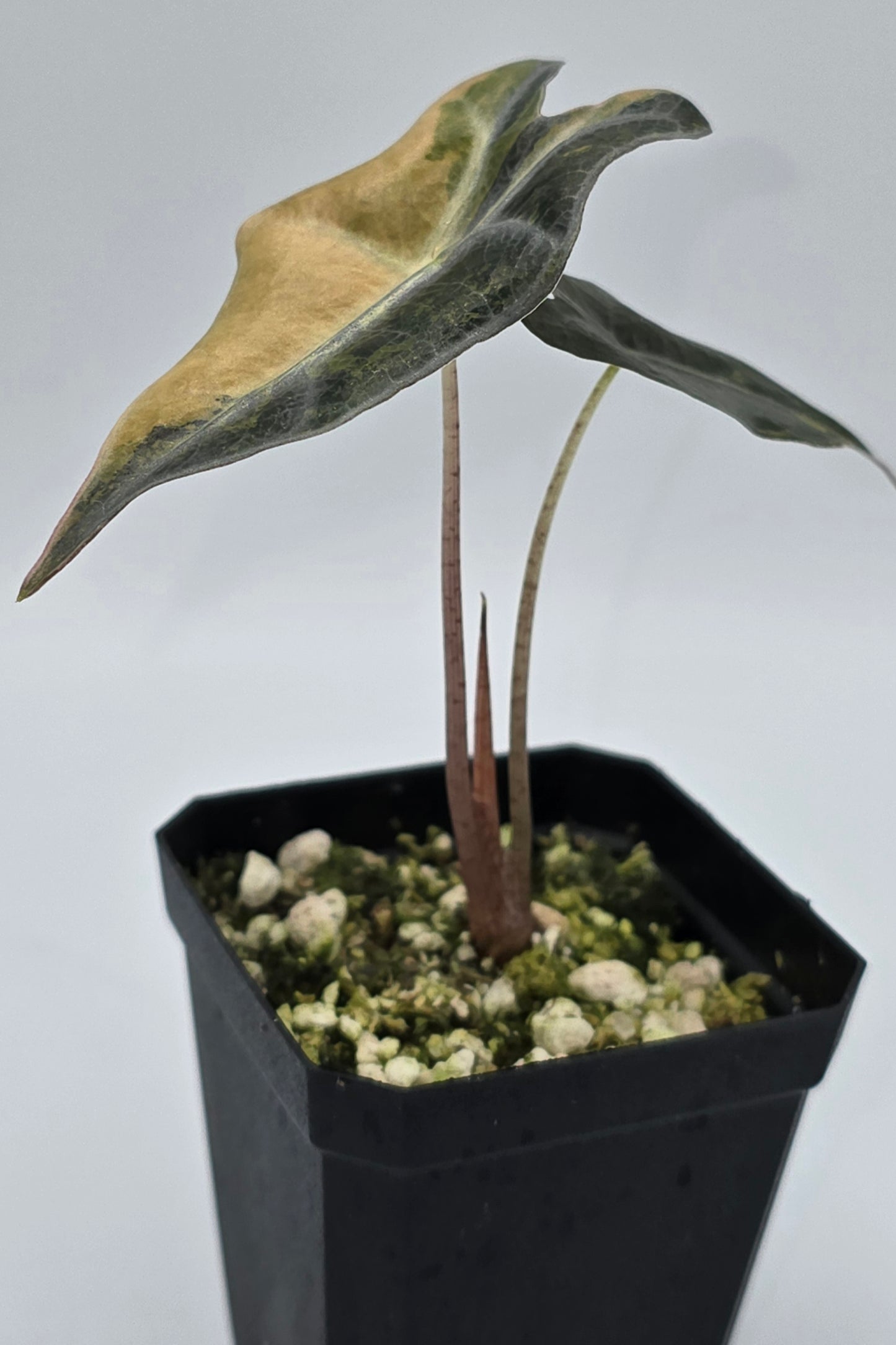 Alocasia Nobilis Aurea Variegata