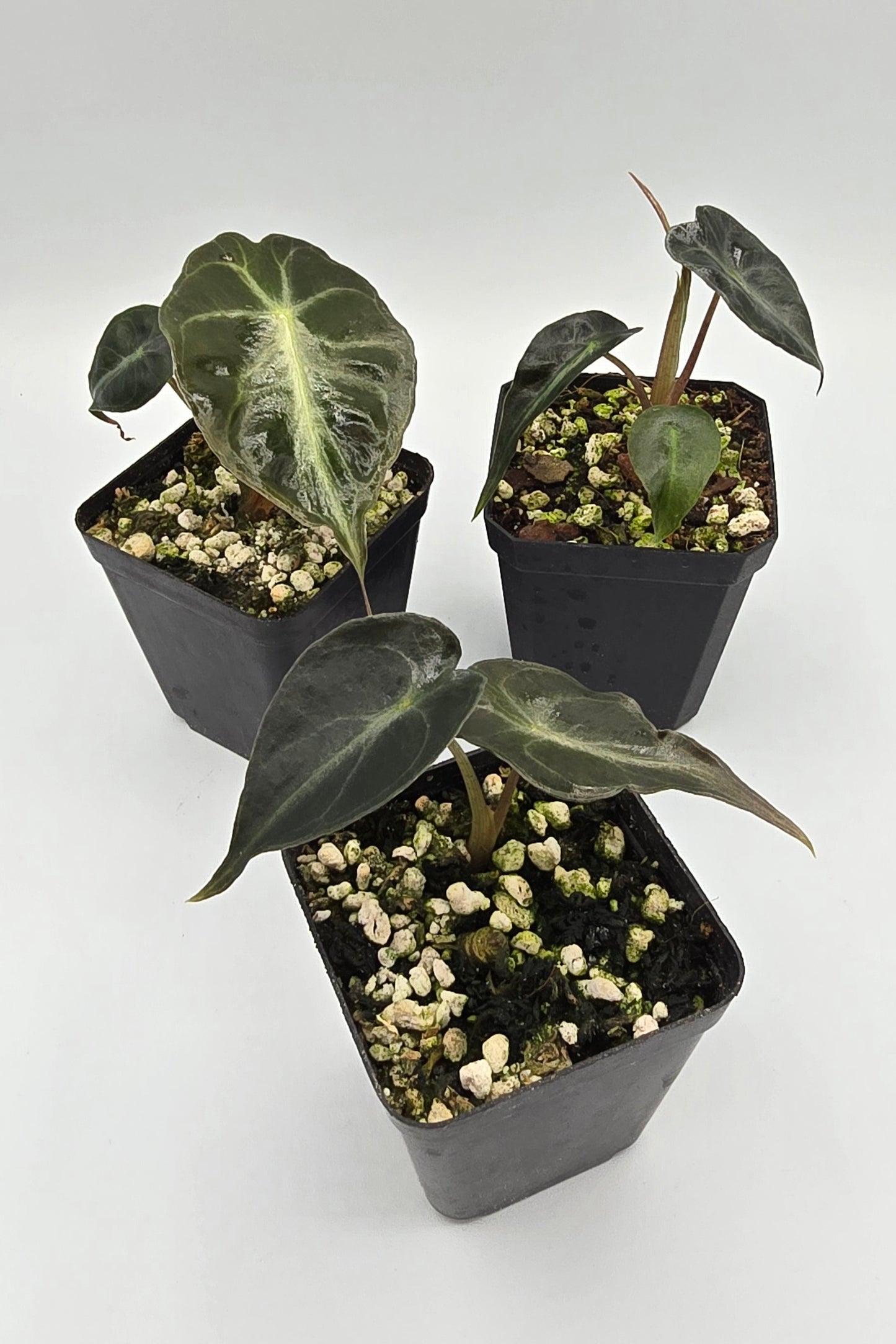 Alocasia Venom Baby