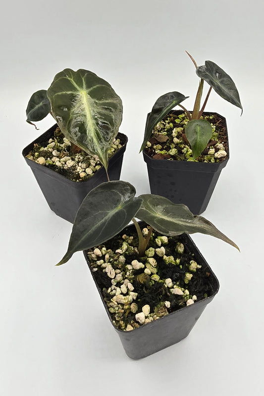 Alocasia Venom Baby