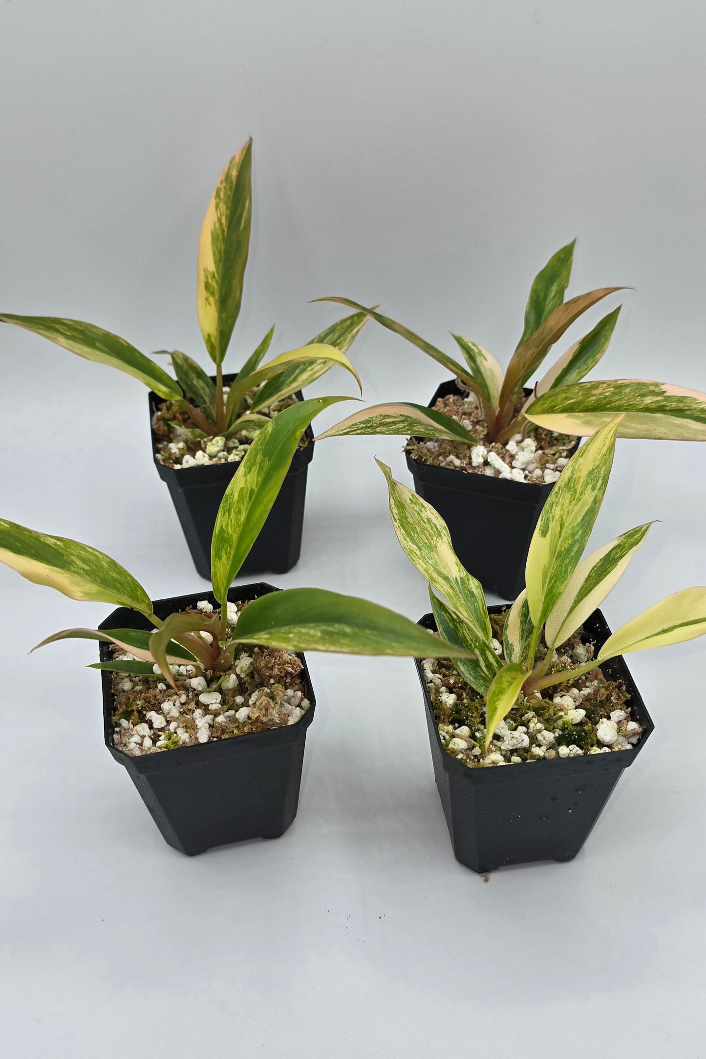 Philodendron Caramel Marble Variegata
