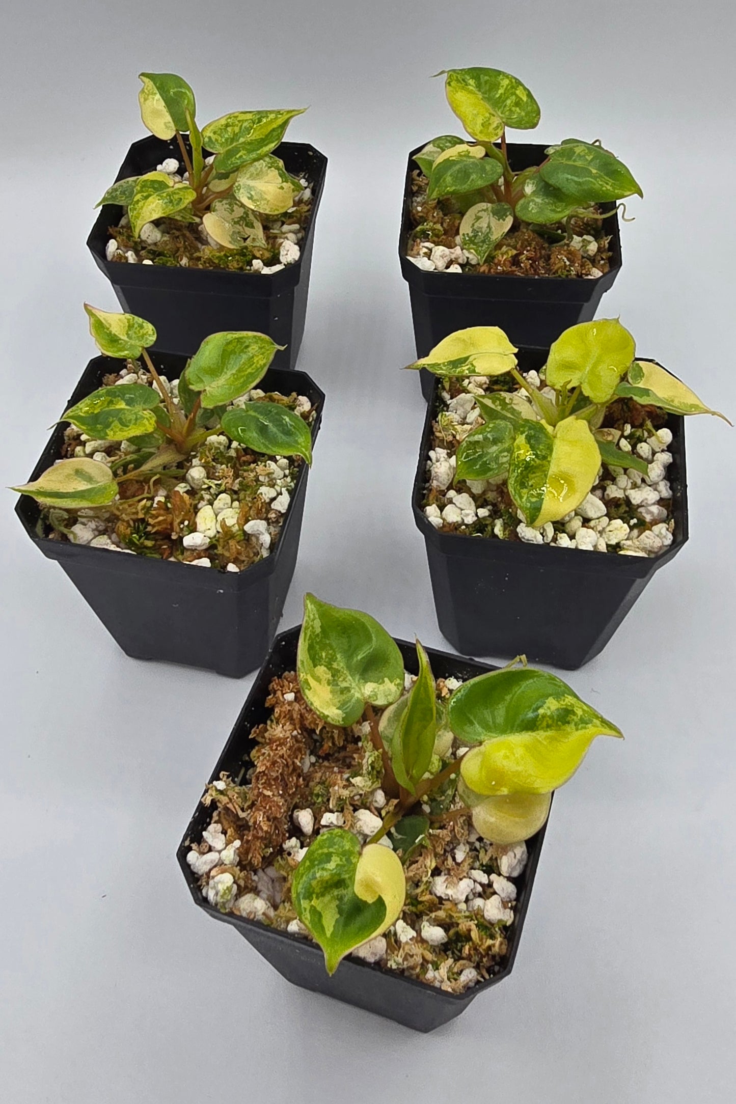 Philodendron Billietiae Variegata