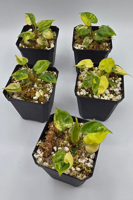 Philodendron Billietiae Variegata