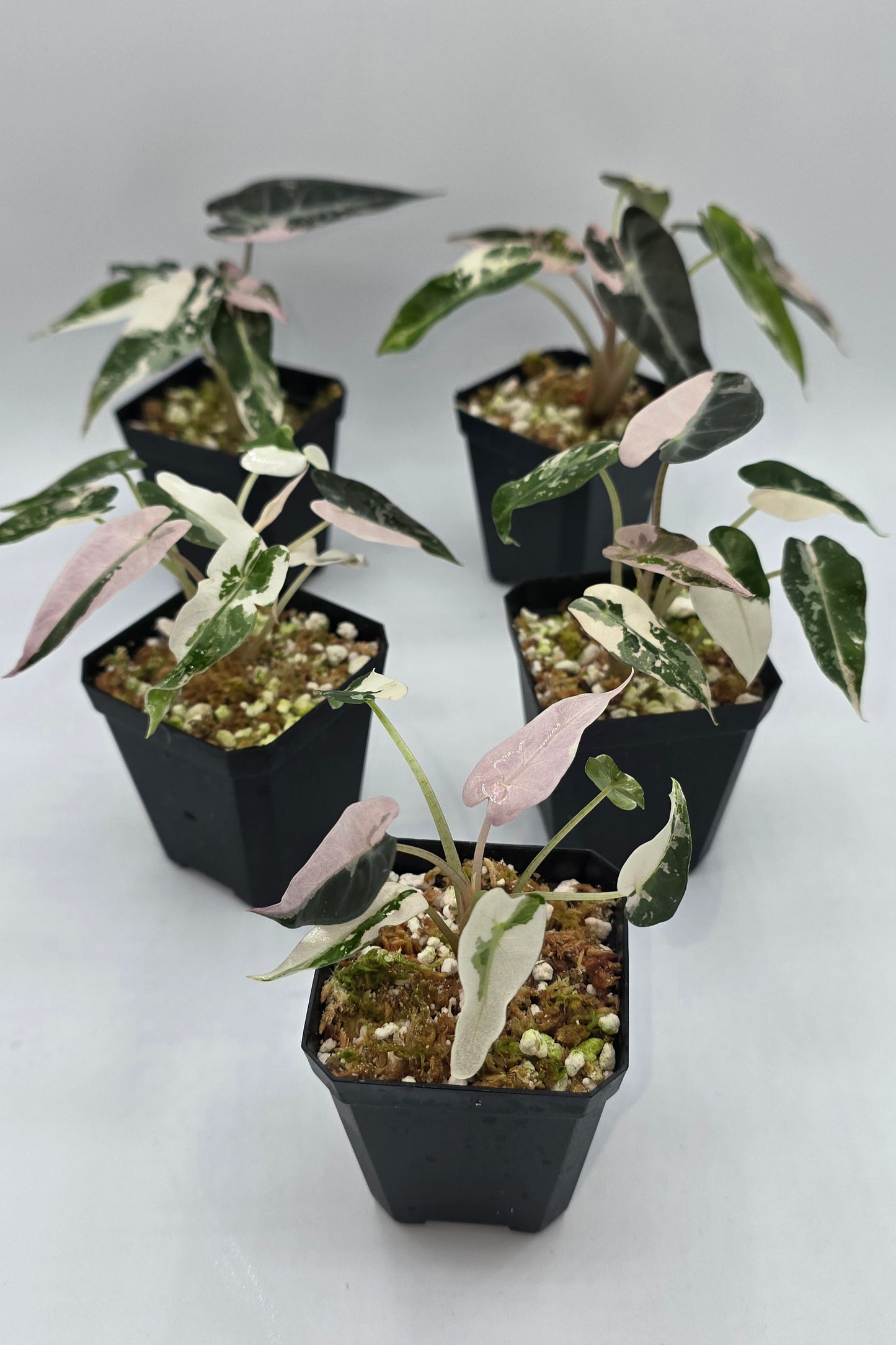 Alocasia Bambino Pink Variegata