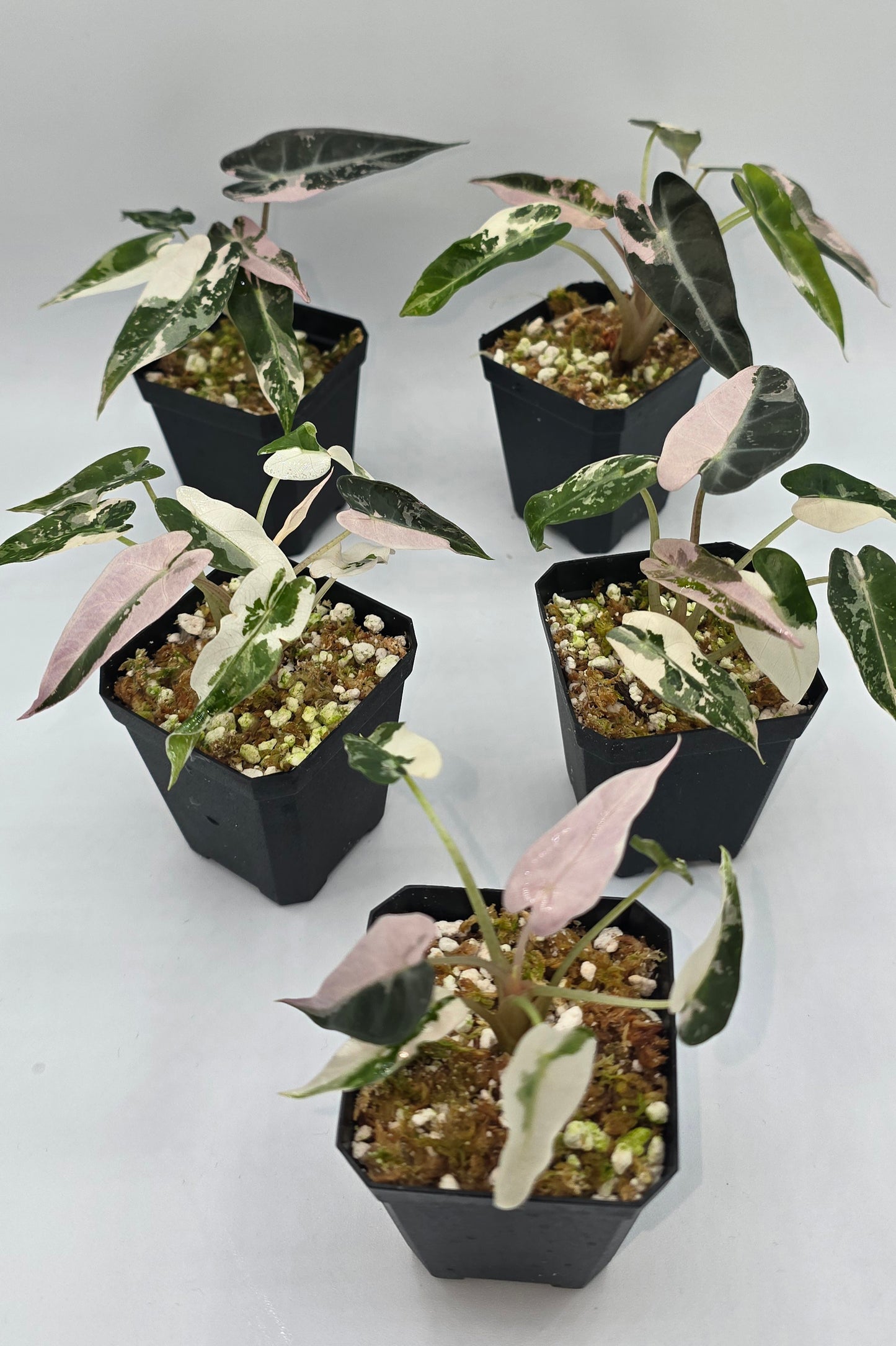 Alocasia Bambino Pink Variegata