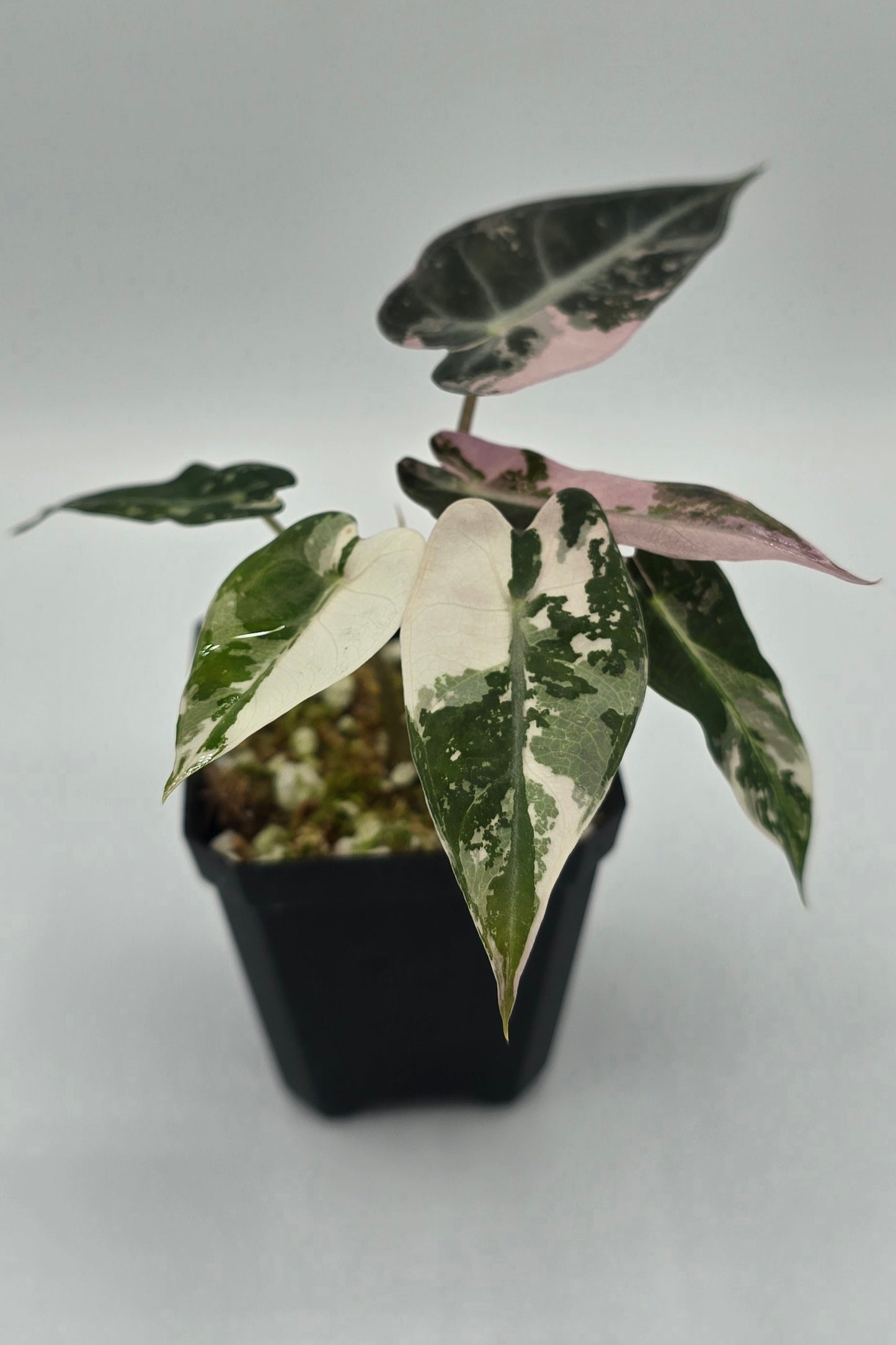 Alocasia Bambino Pink Variegata