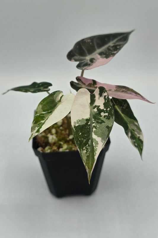 Alocasia Bambino Pink Variegata