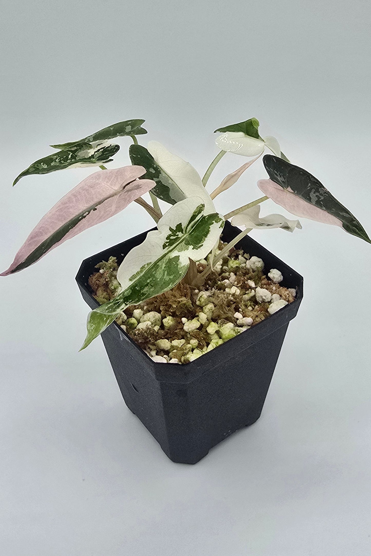 Alocasia Bambino Pink Variegata