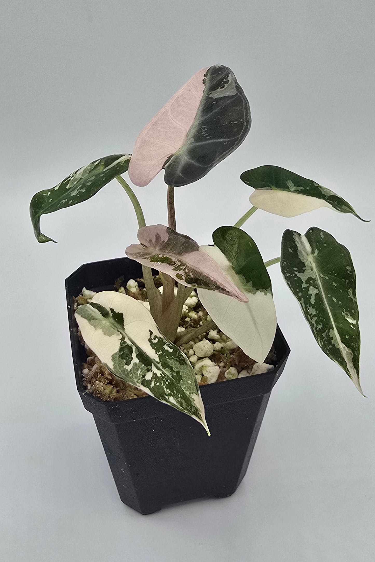 Alocasia Bambino Pink Variegata