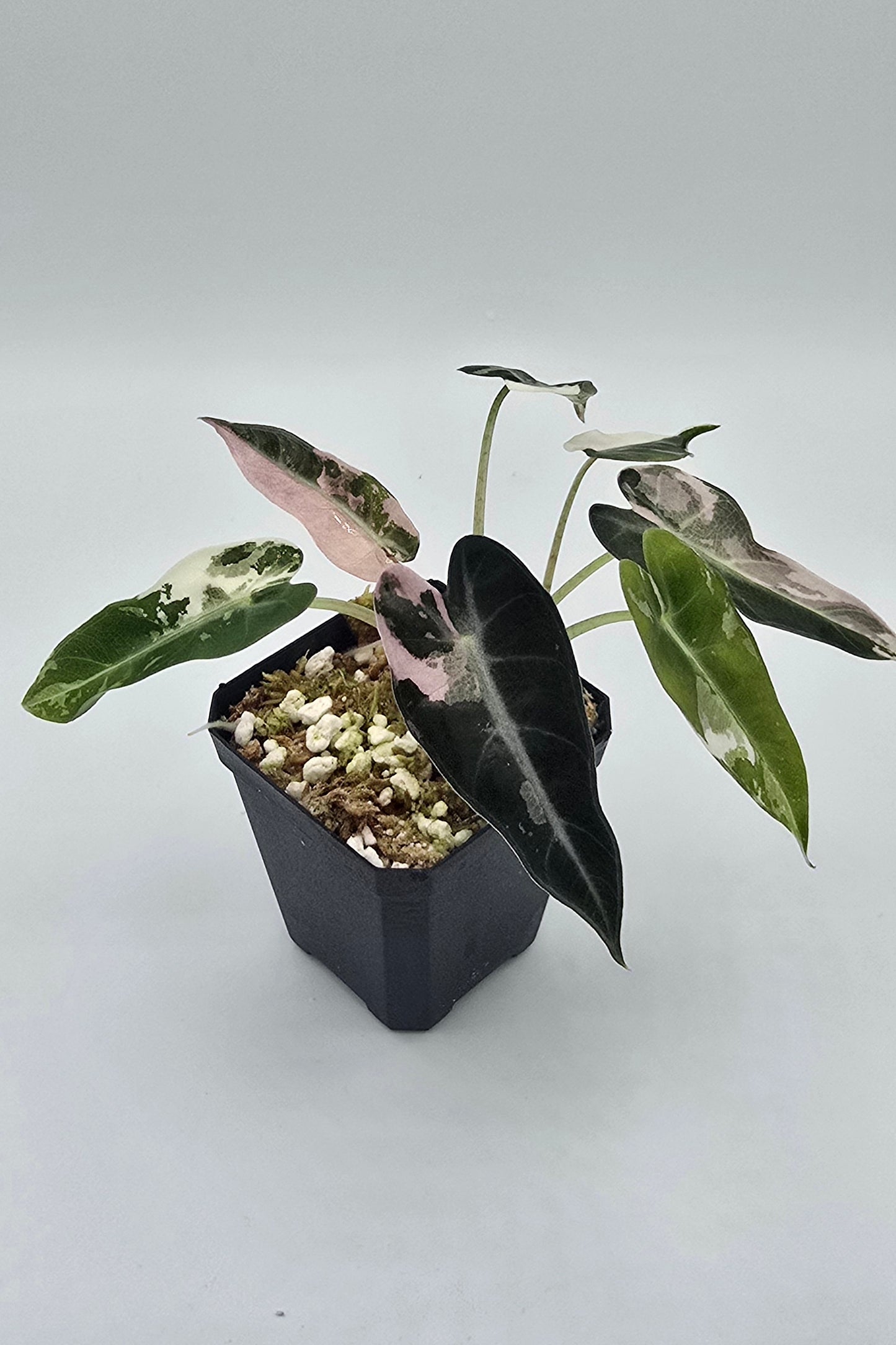 Alocasia Bambino Pink Variegata