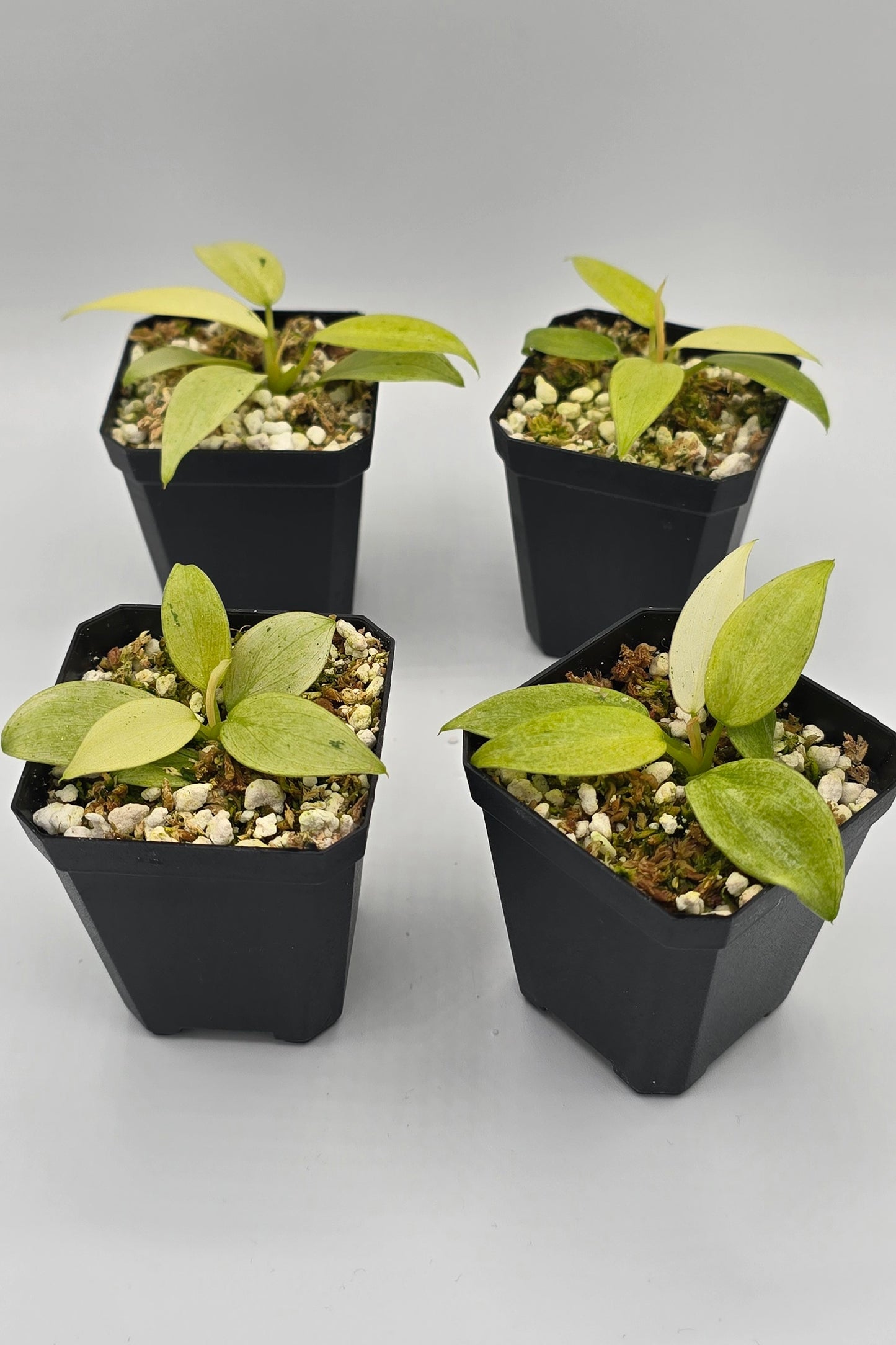 Philodendron Whipple Way Variegata