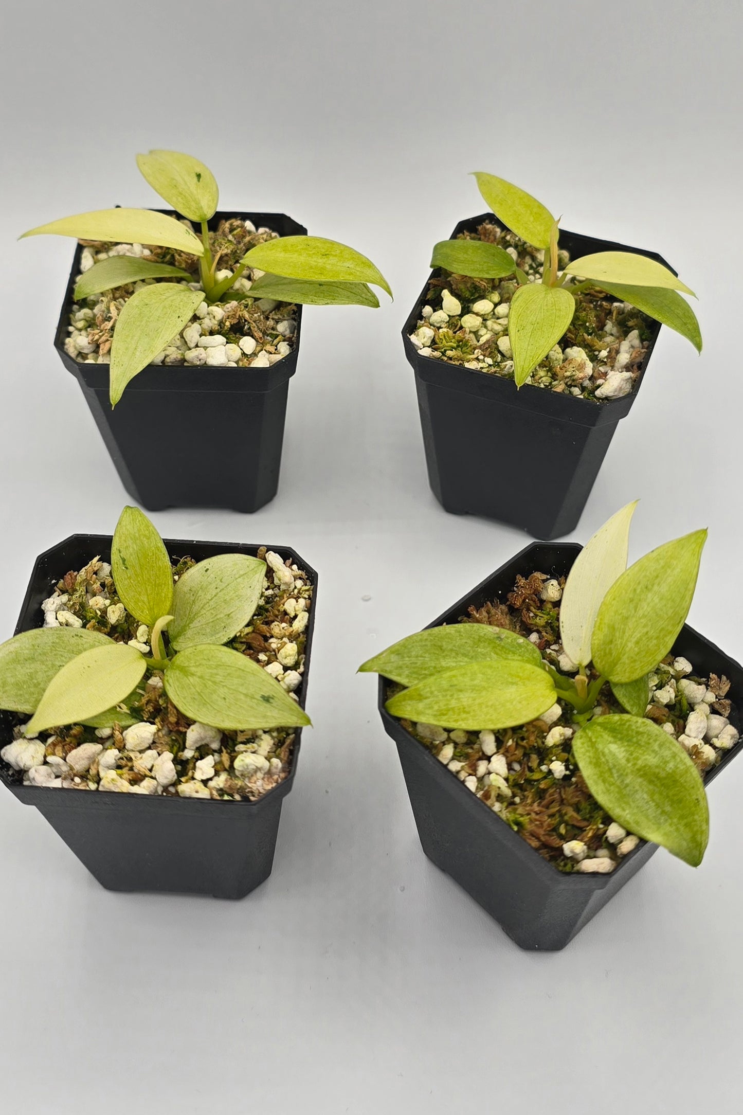 Philodendron Whipple Way Variegata