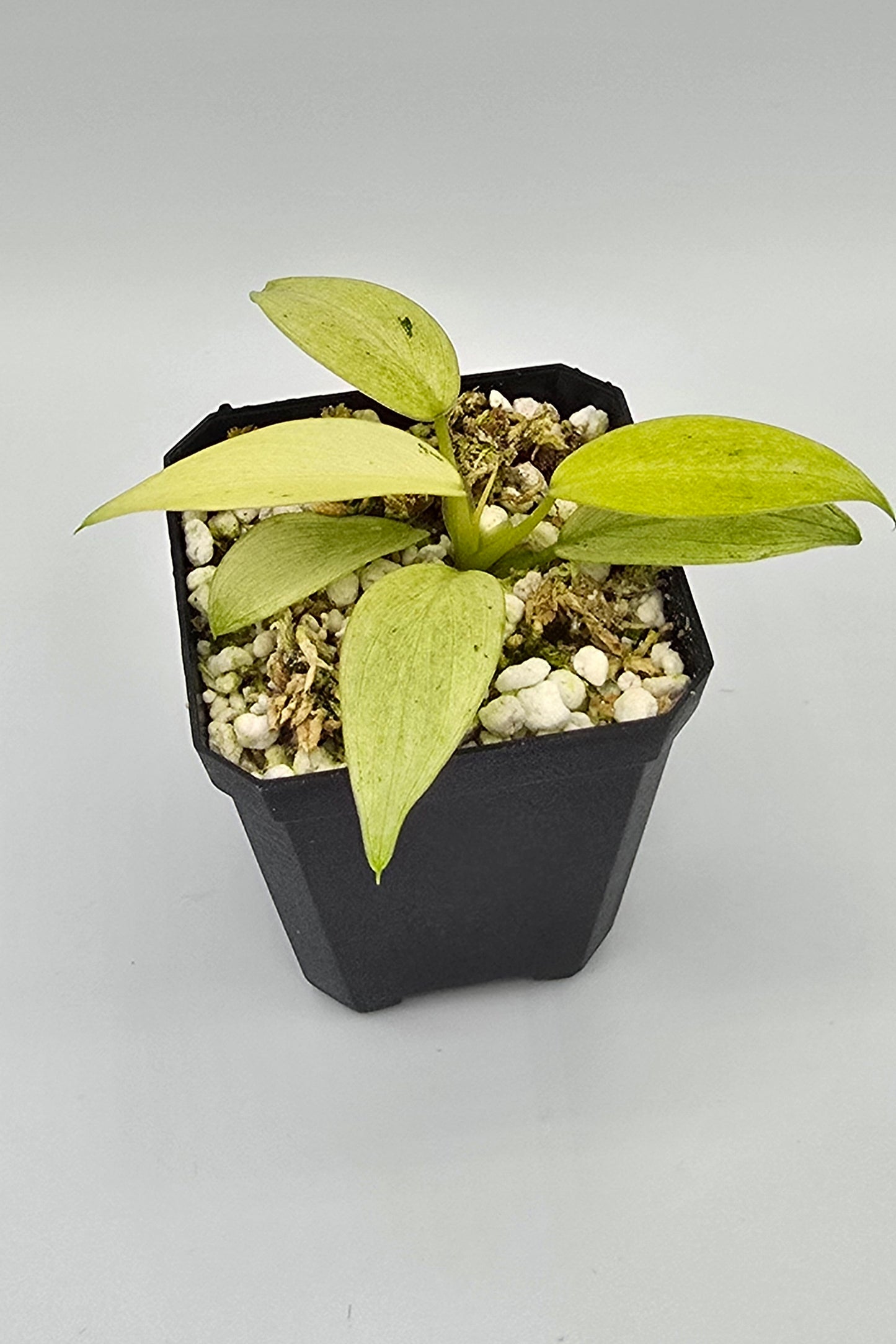 Philodendron Whipple Way Variegata